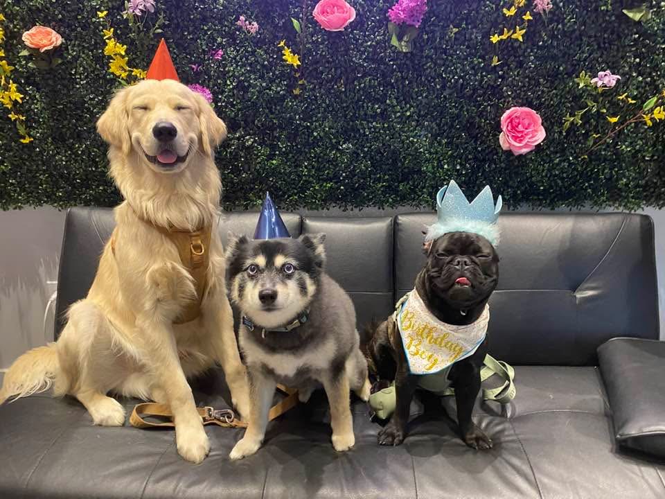Three dogs wearing party hats and a shirt sitting on a black couch with a floral background.