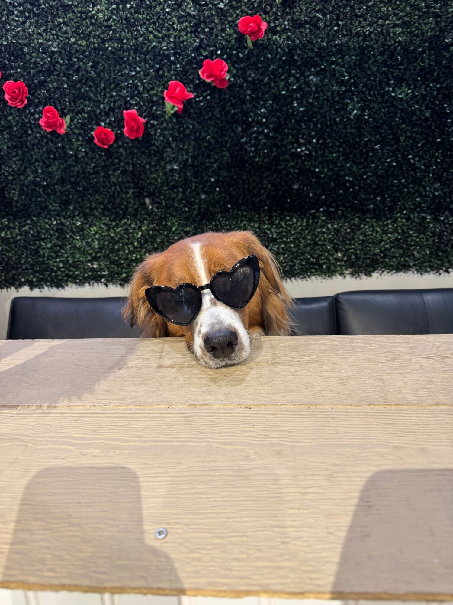 Dog with sunglasses peeks over a wooden table, with a green hedge and pink flowers in background.