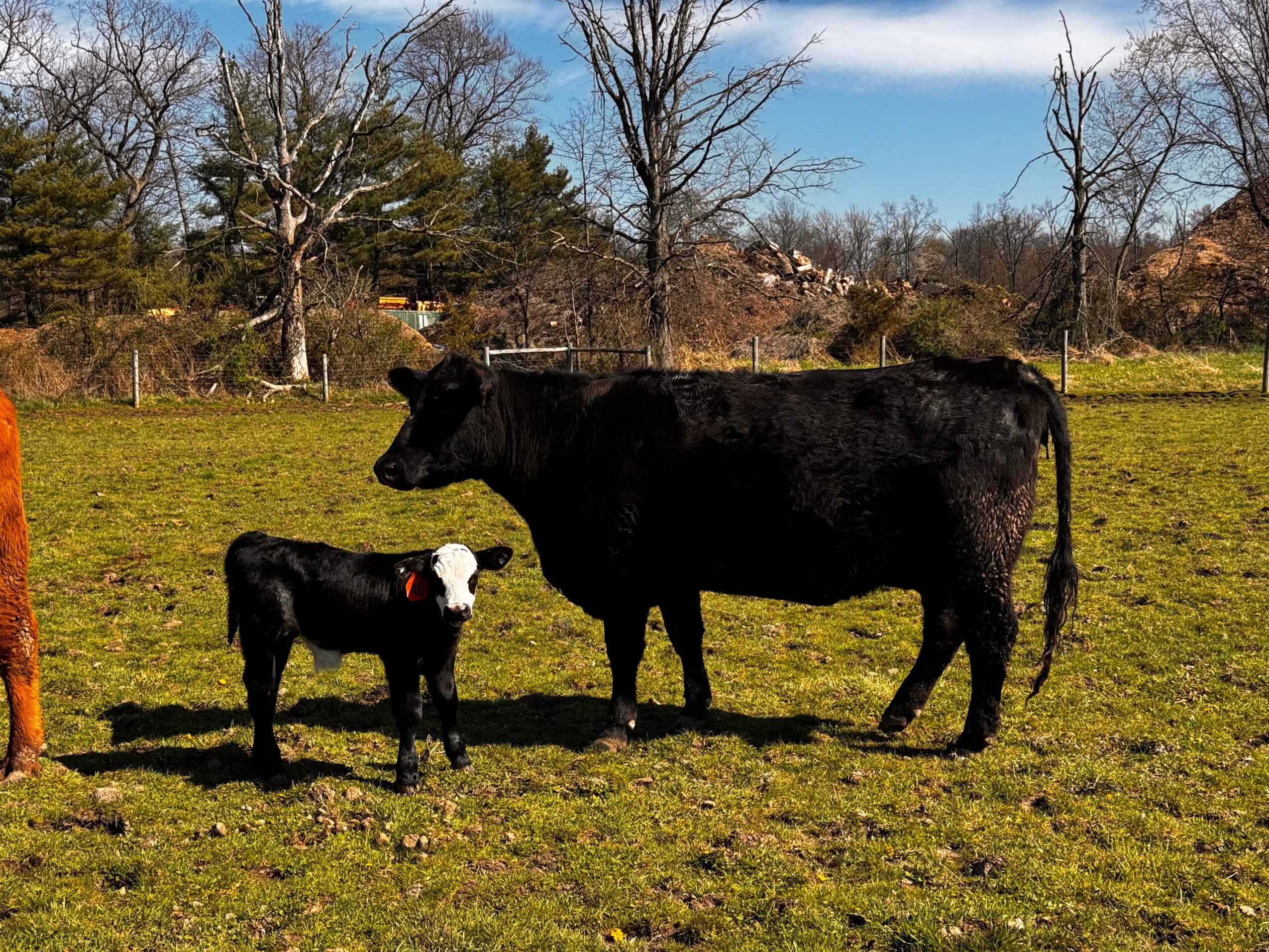 Black cow and calf standing on grassy field with trees and blue sky in background.