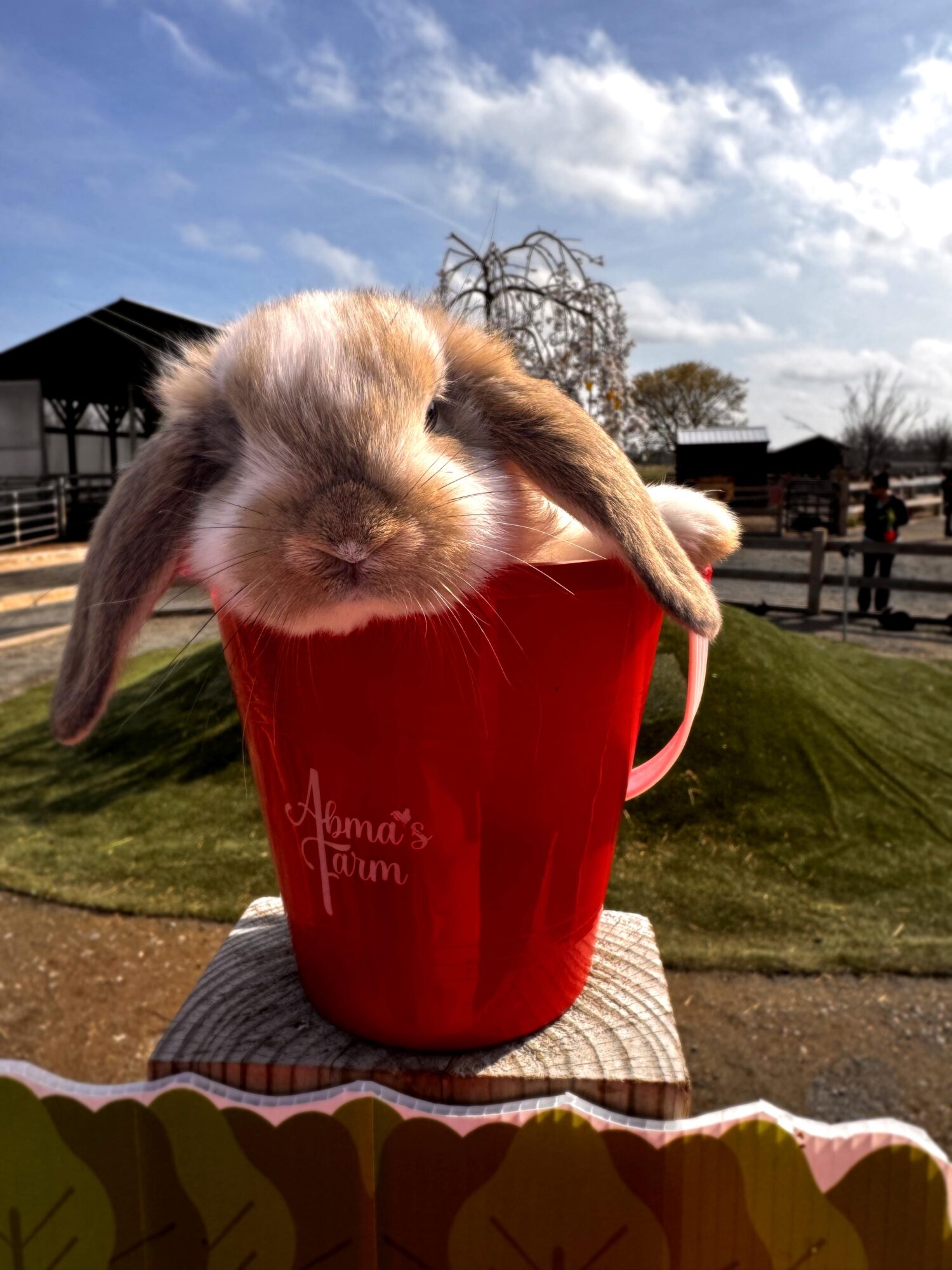 Small bunny with floppy ears inside a red mug outdoors on a sunny day.