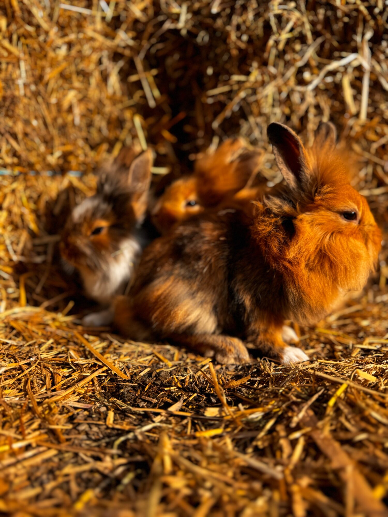 Three rabbits sitting on straw, with hay in the background, facing different directions.