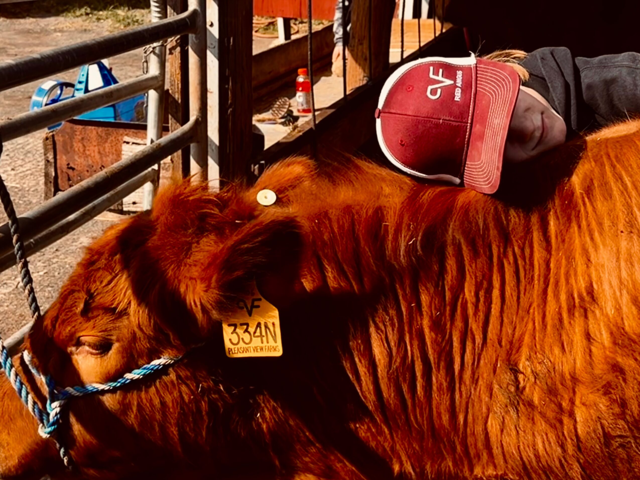 Person wearing a red cap petting a brown calf with a yellow ear tag, outdoors near a fence.