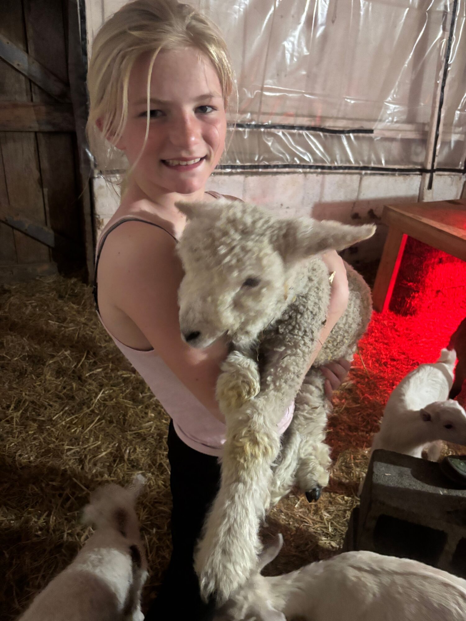 Young girl holding a lamb in a barn with other sheep nearby, smiling at the camera.