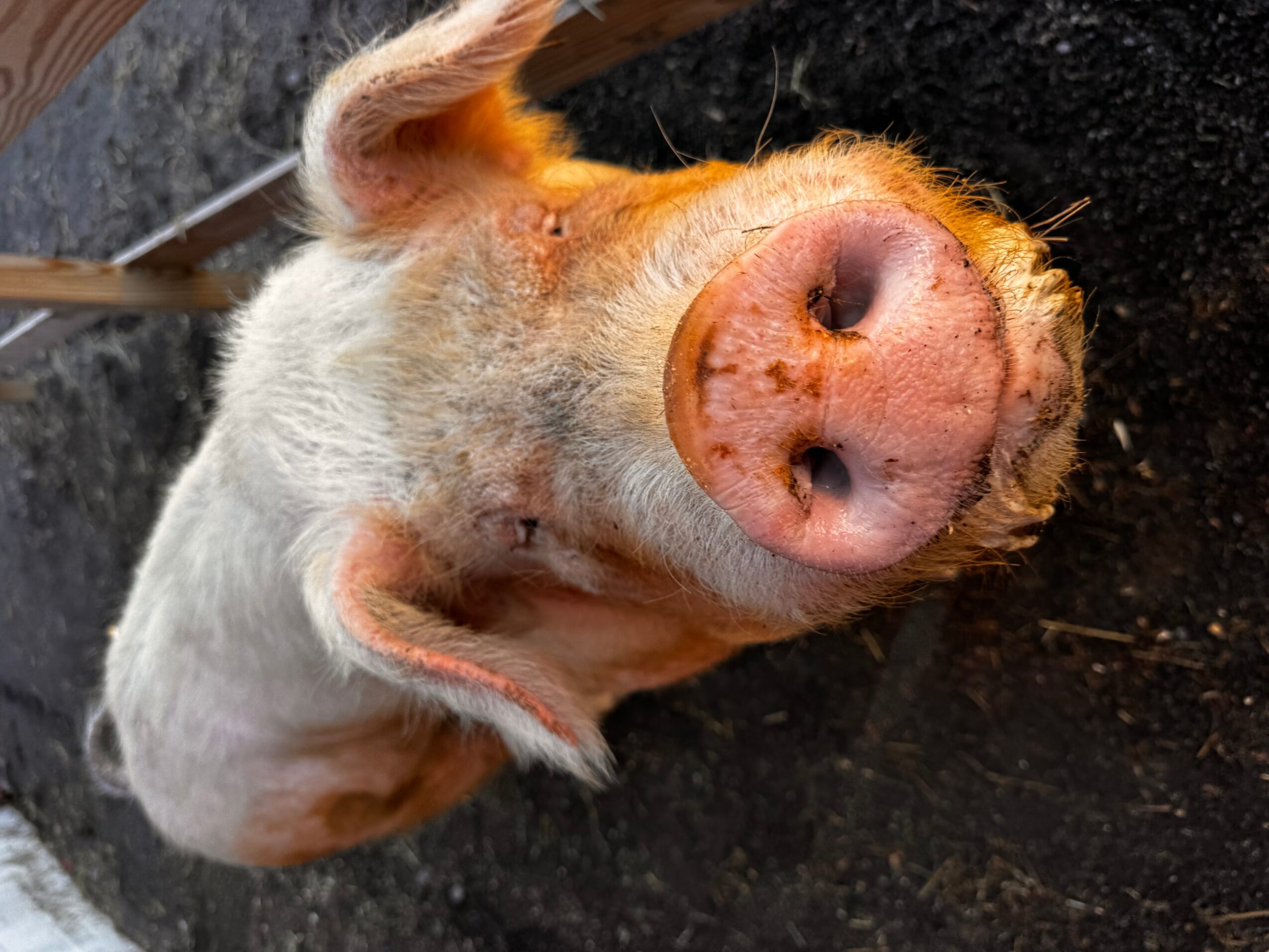 Close-up of a pig's face with pink snout, ears, and light-colored fur, lying on dark ground.