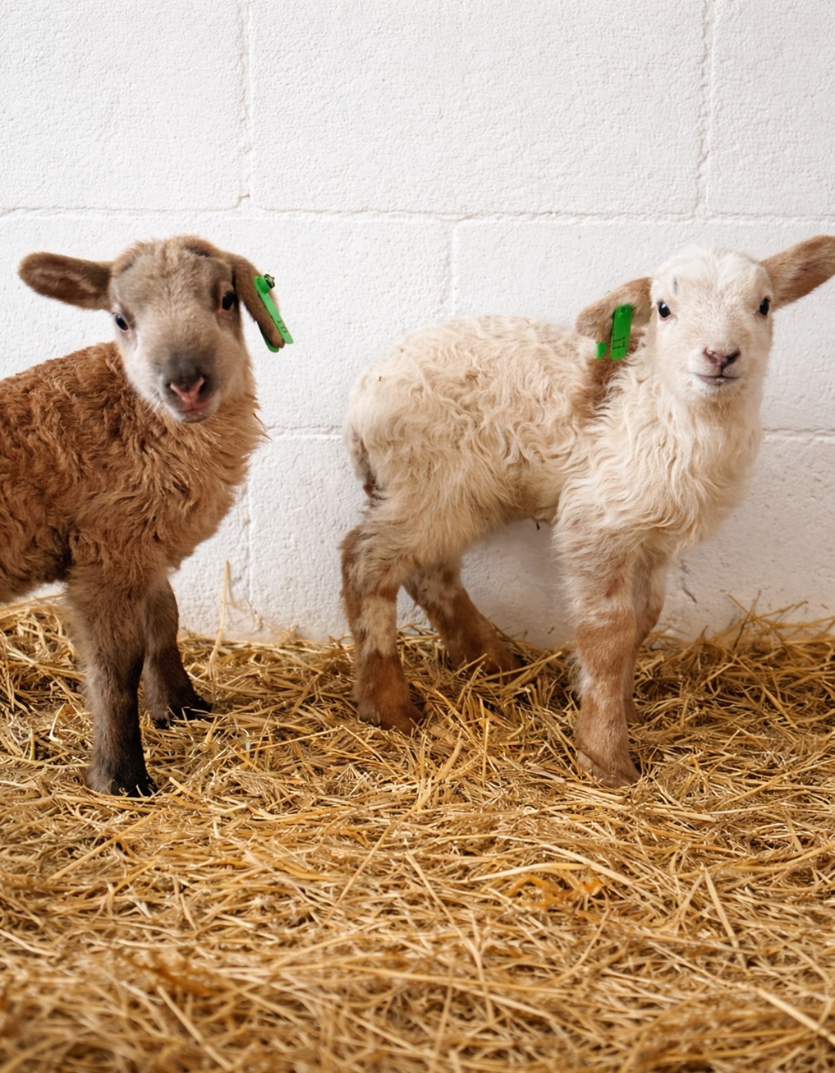 Two baby goats standing on straw in front of a white brick wall, one brown and one white.
