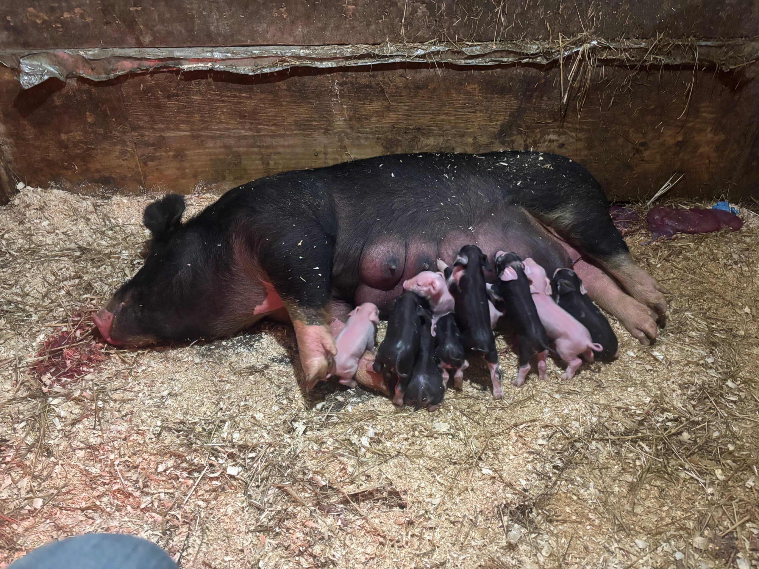 Pig lying on ground with piglets nursing nearby in a barn setting.