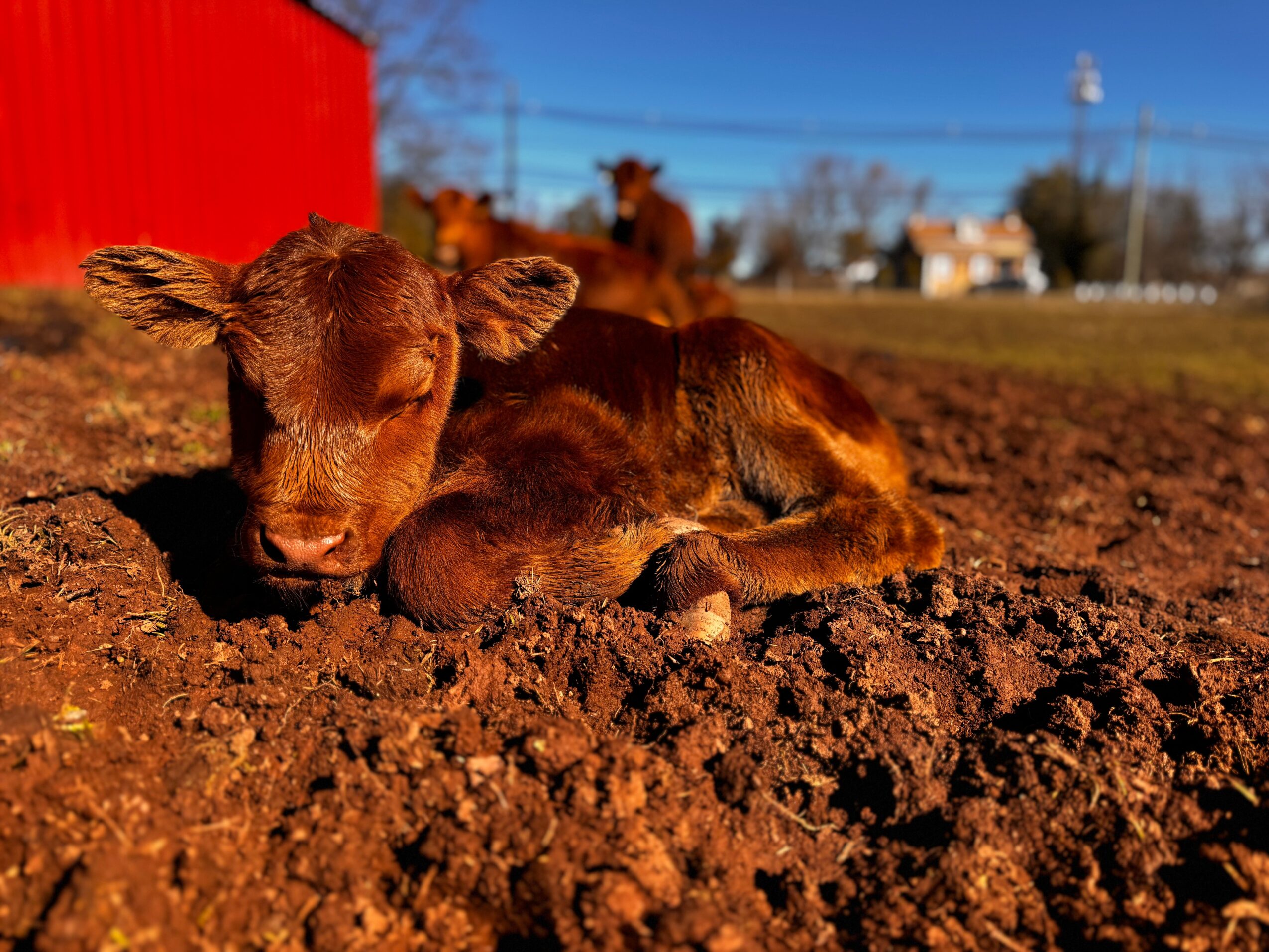 Two brown calves lying on dirt ground outdoors with a red building and trees in background.