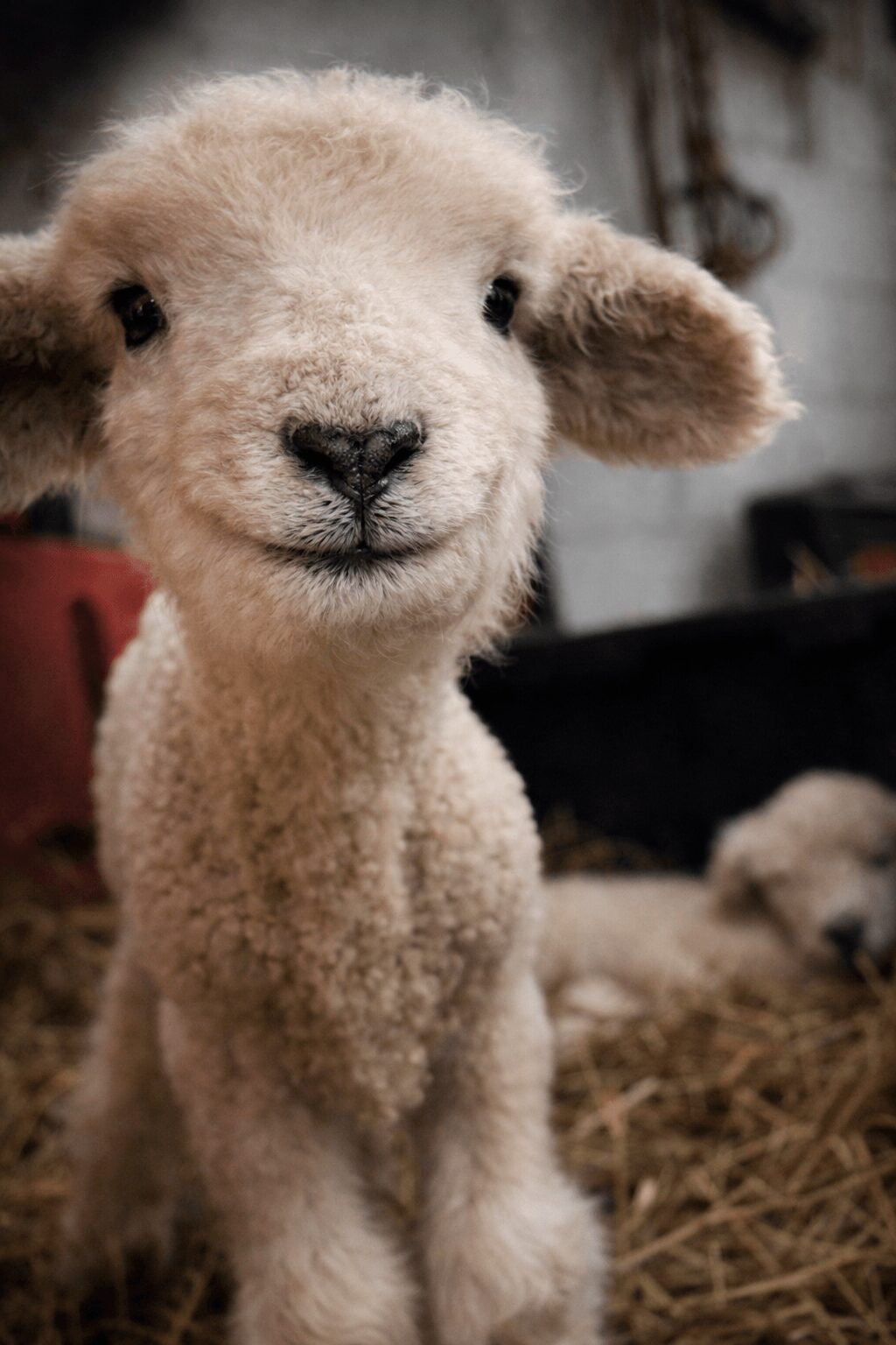 Close-up of a lamb's face with fluffy wool and dark eyes, standing on straw.