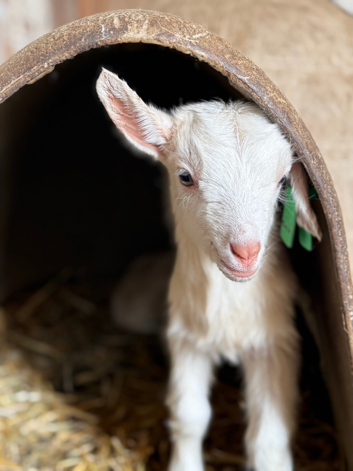 Young goat peeking out of a wooden shelter with straw on the ground.
