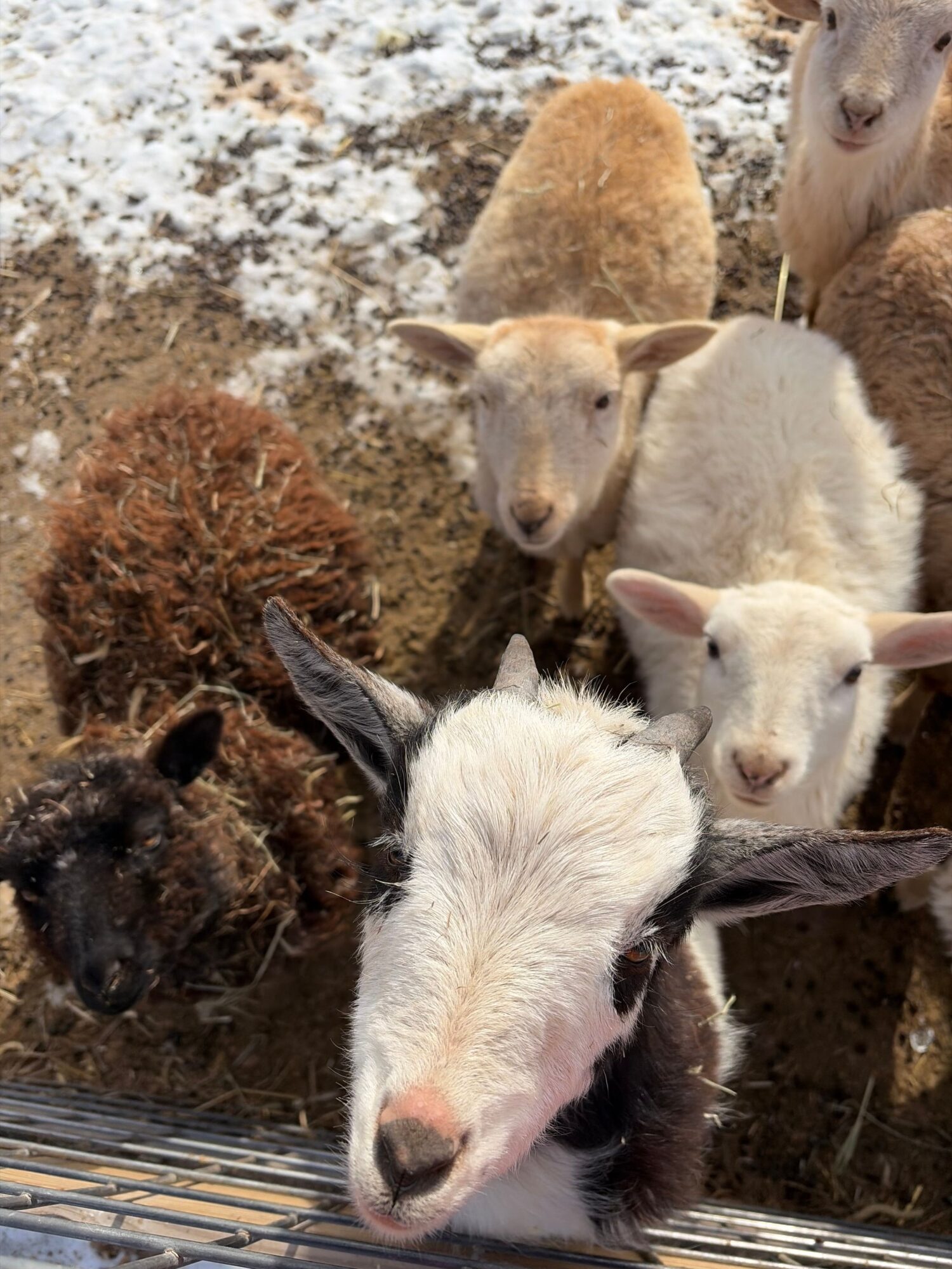 Group of sheep and a goat standing on snow-covered ground, some looking at the camera.