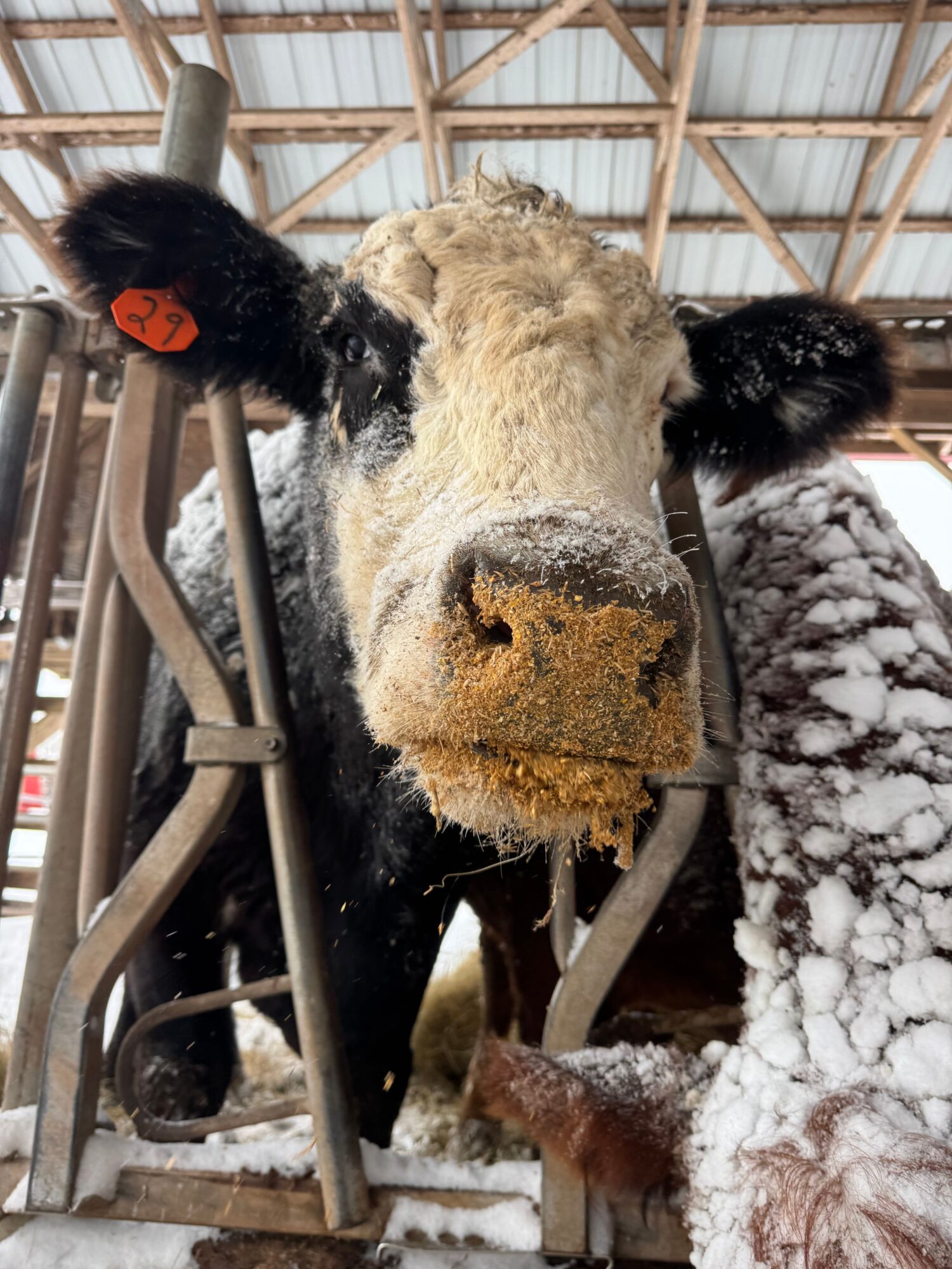 Close-up of a cow's face with snow on its nose, inside a barn with wooden beams.
