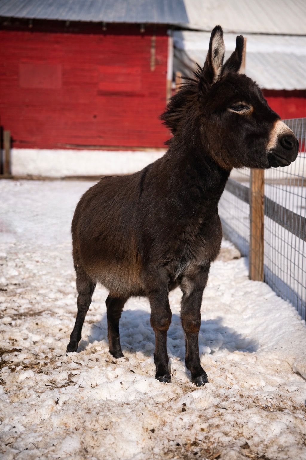 Young black goat standing on snow with a red barn and fence in background.