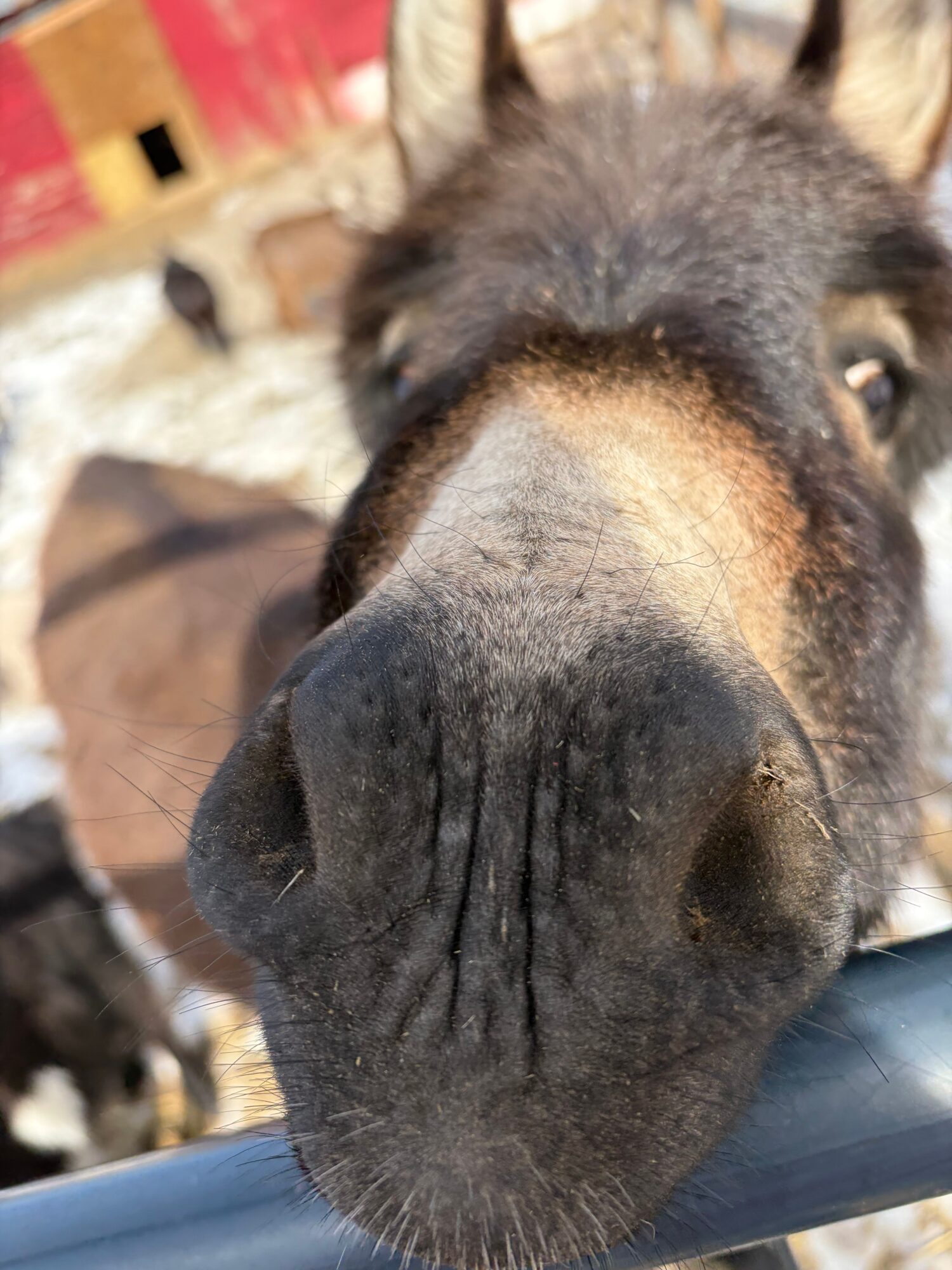 Close-up of a donkey's face with large nose and nostrils, nose touching the camera lens.