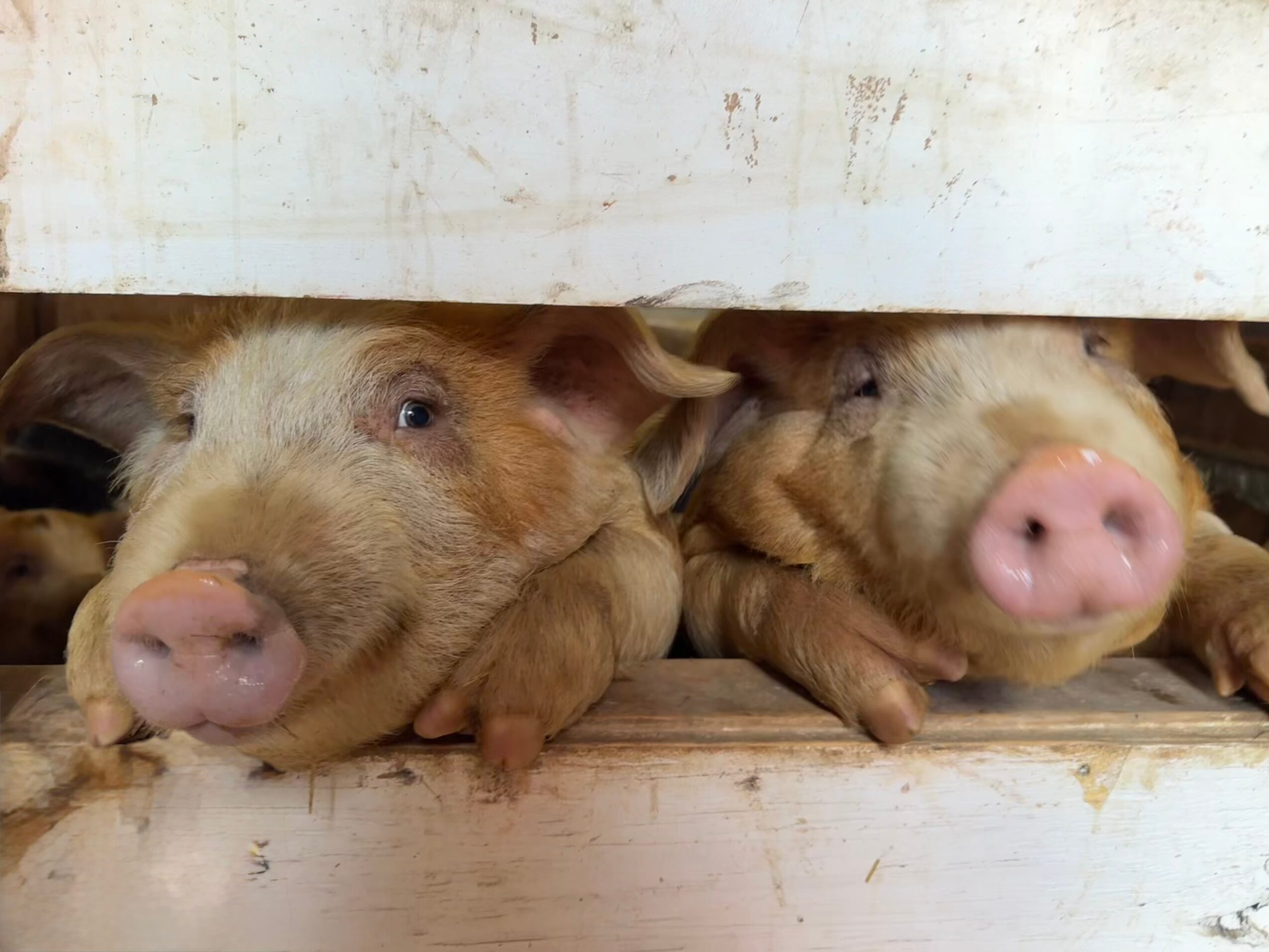 Two piglets lying side by side on a wooden surface, with their heads resting on the wood and their snouts visible.