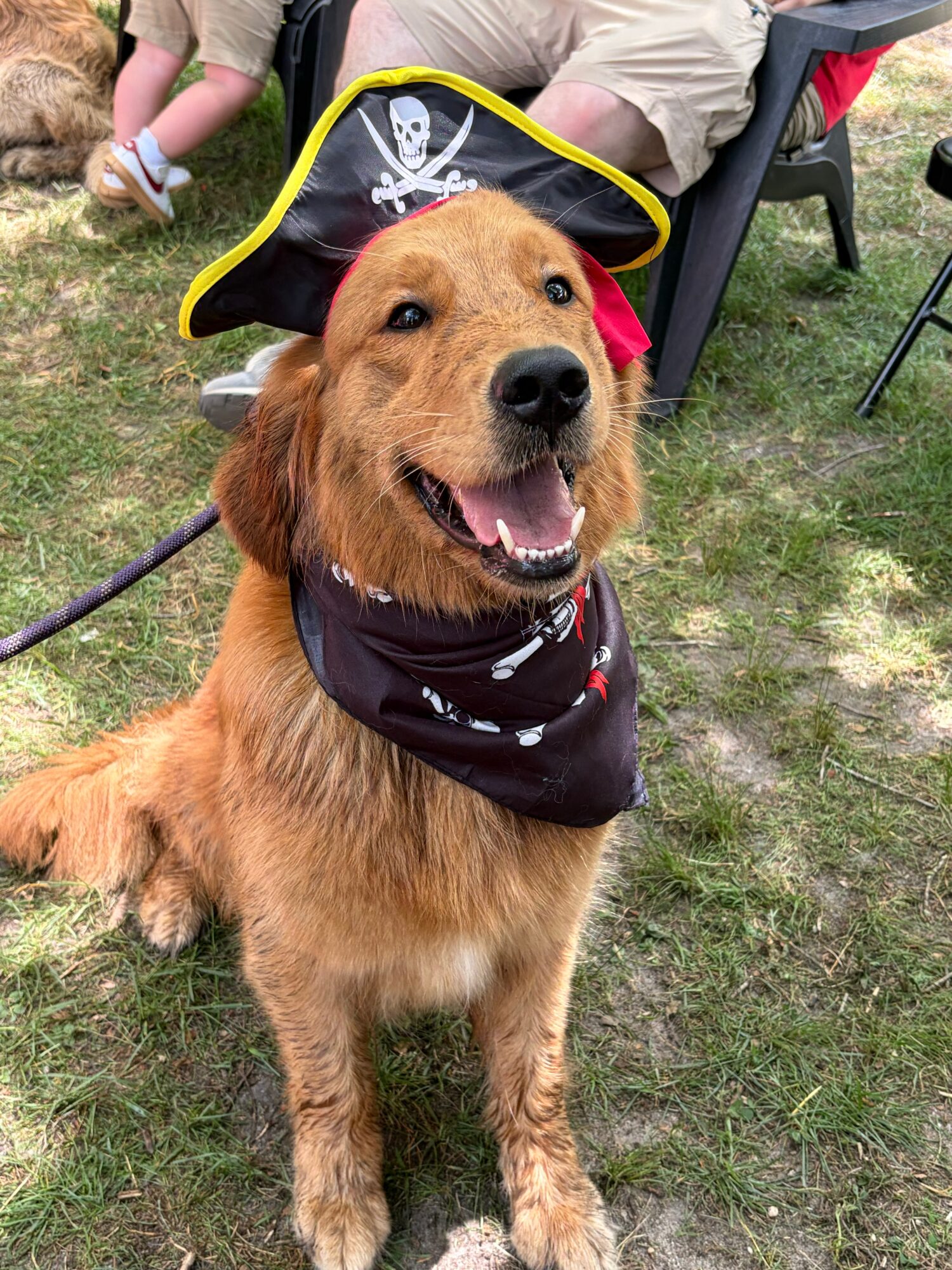 Dog wearing a pirate hat and bandana, sitting on grass with people and chairs in background.