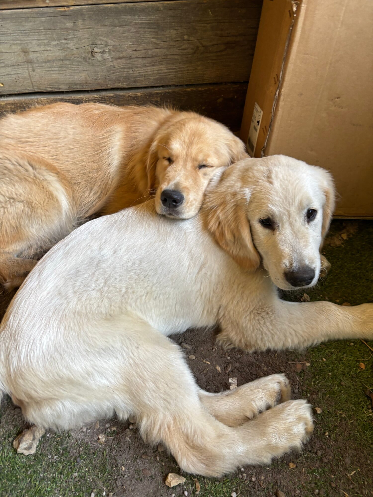 Two puppies resting together on the ground, one with a light coat and the other with a darker coat, near a wooden wall and cardboard box.