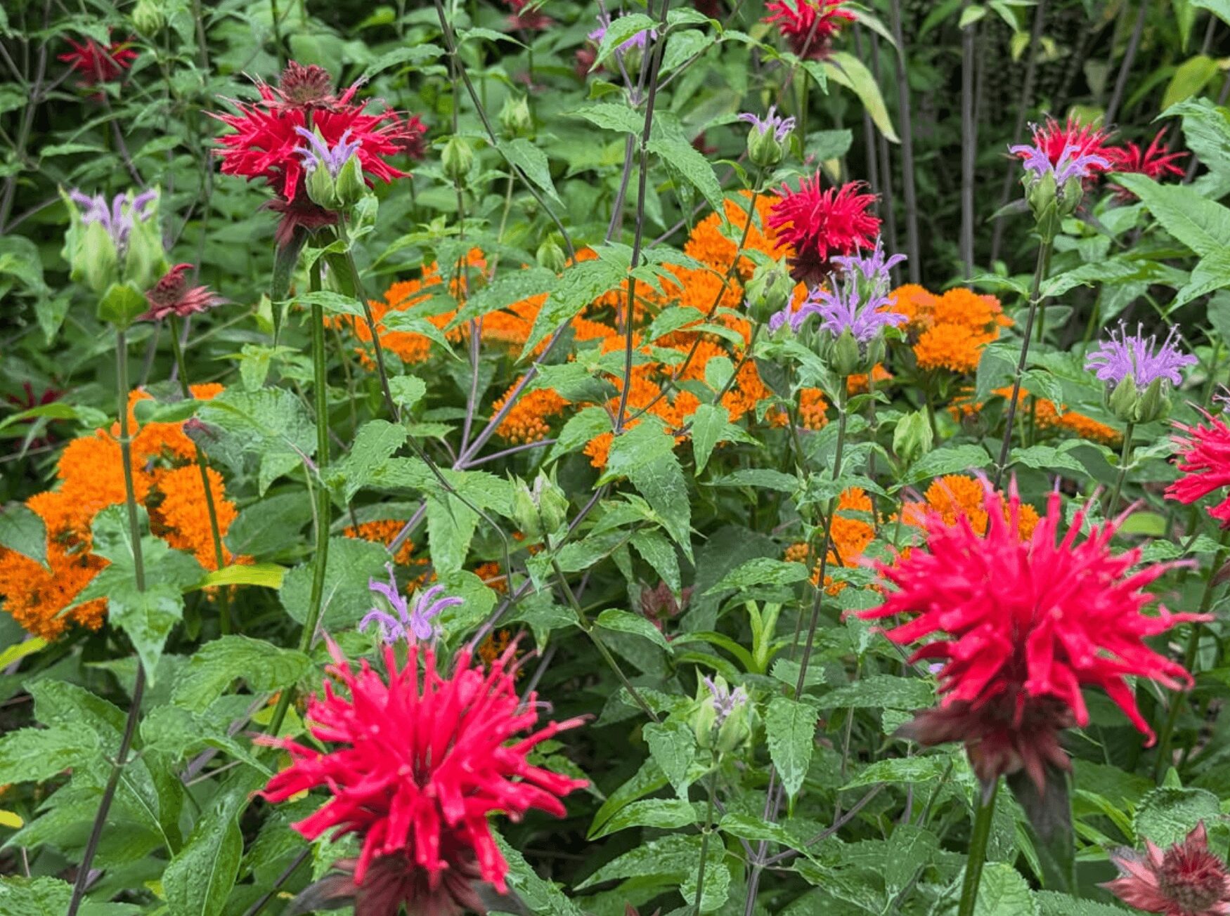 Colorful garden with pink, orange, and purple flowers and green foliage.