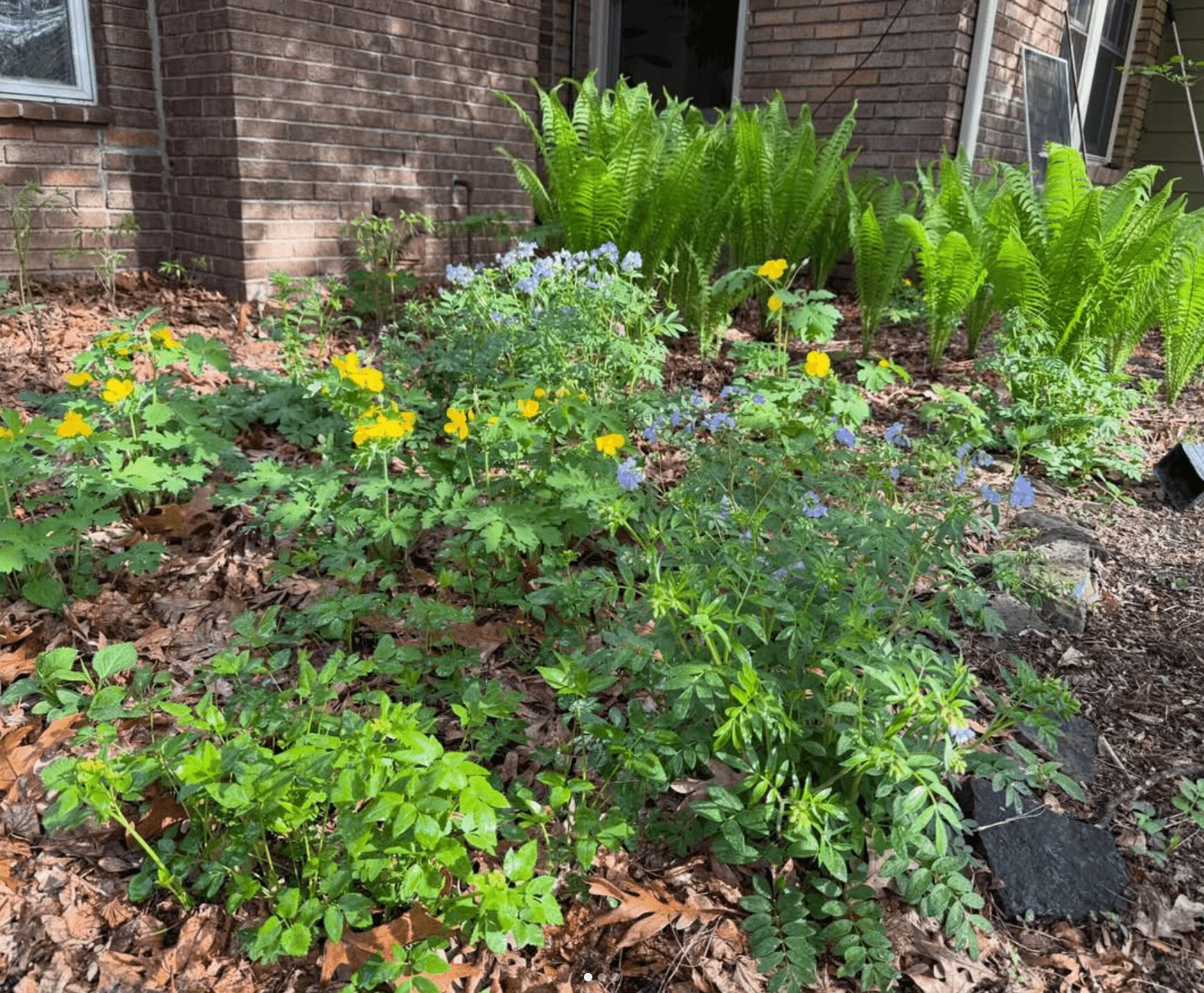 Garden with various green plants and yellow flowers in front of brick building, soil and mulch visible.