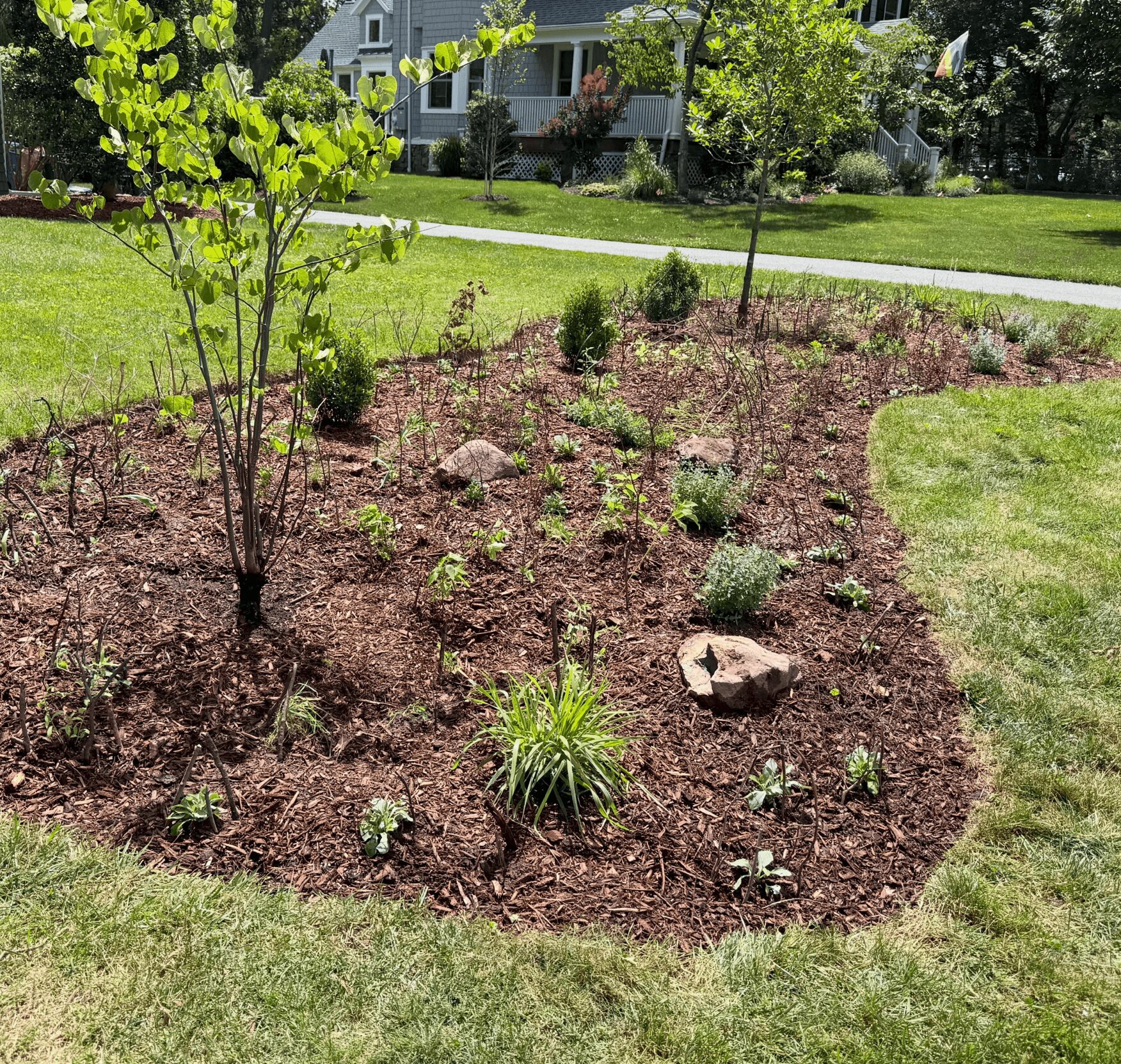 Garden bed with young plants, rocks, and a small tree, surrounded by grass and residential houses in background.