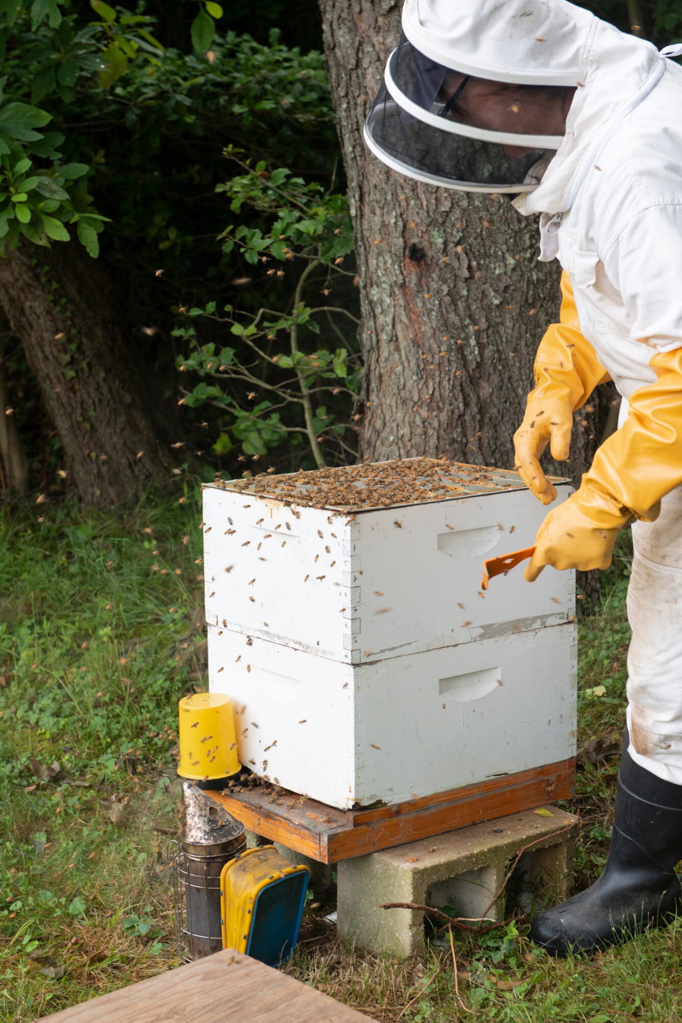 Person in protective suit and gloves tending to a beehive box outdoors, surrounded by trees and greenery.