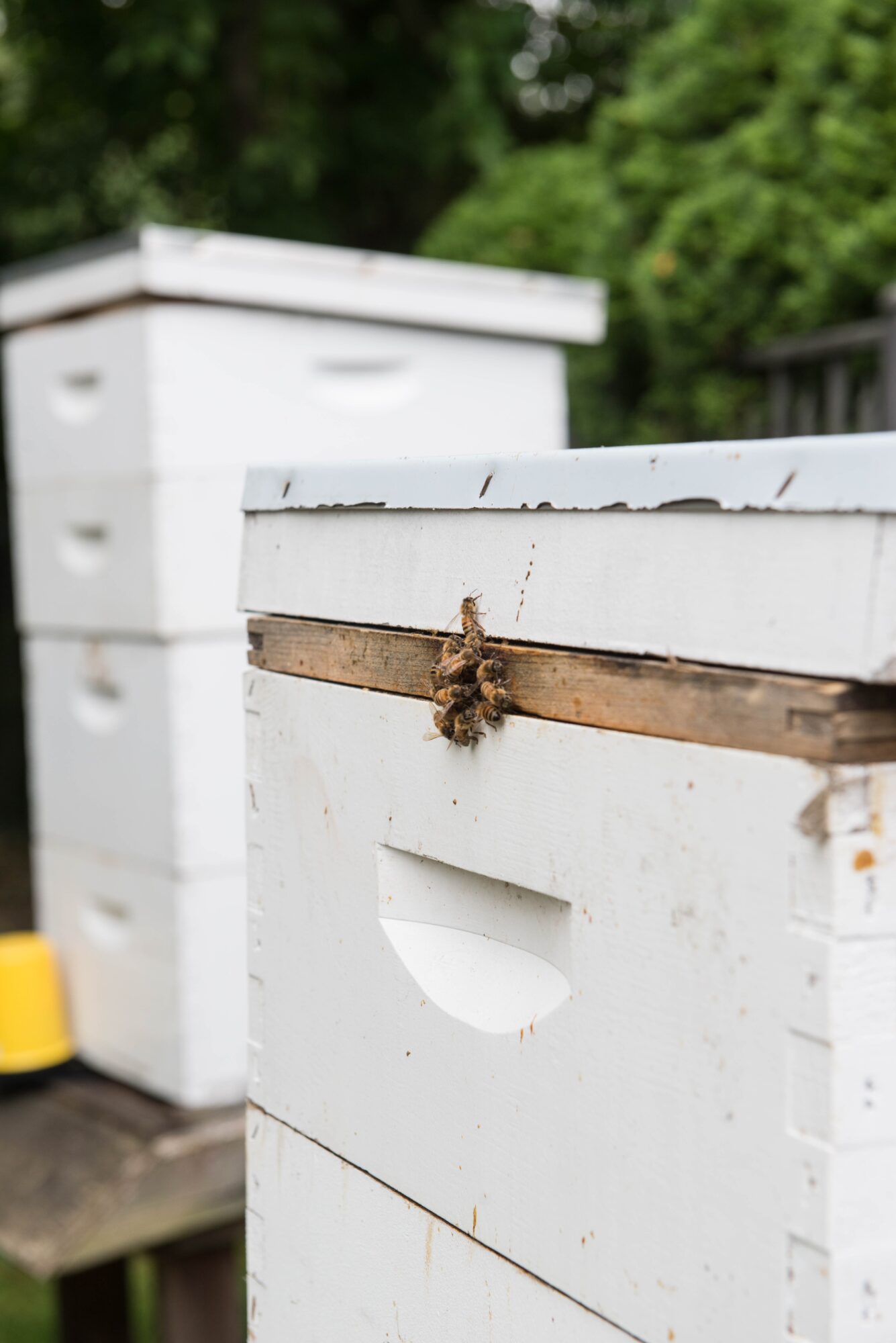 Two white beehives outdoors with green trees in background, one with a wooden entrance and a bee resting on it.