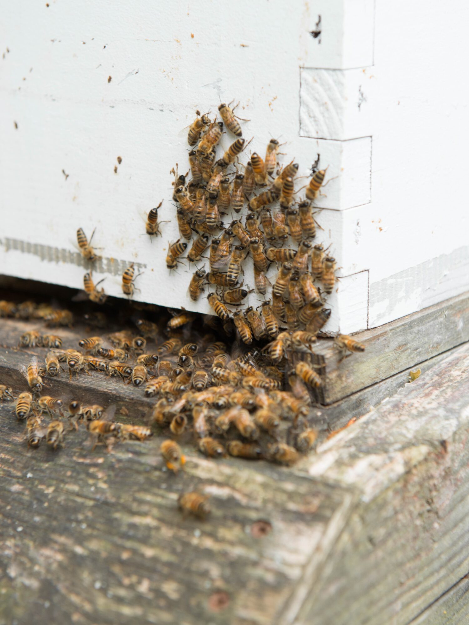 Bees clustered around the entrance of a white hive box on a wooden surface.