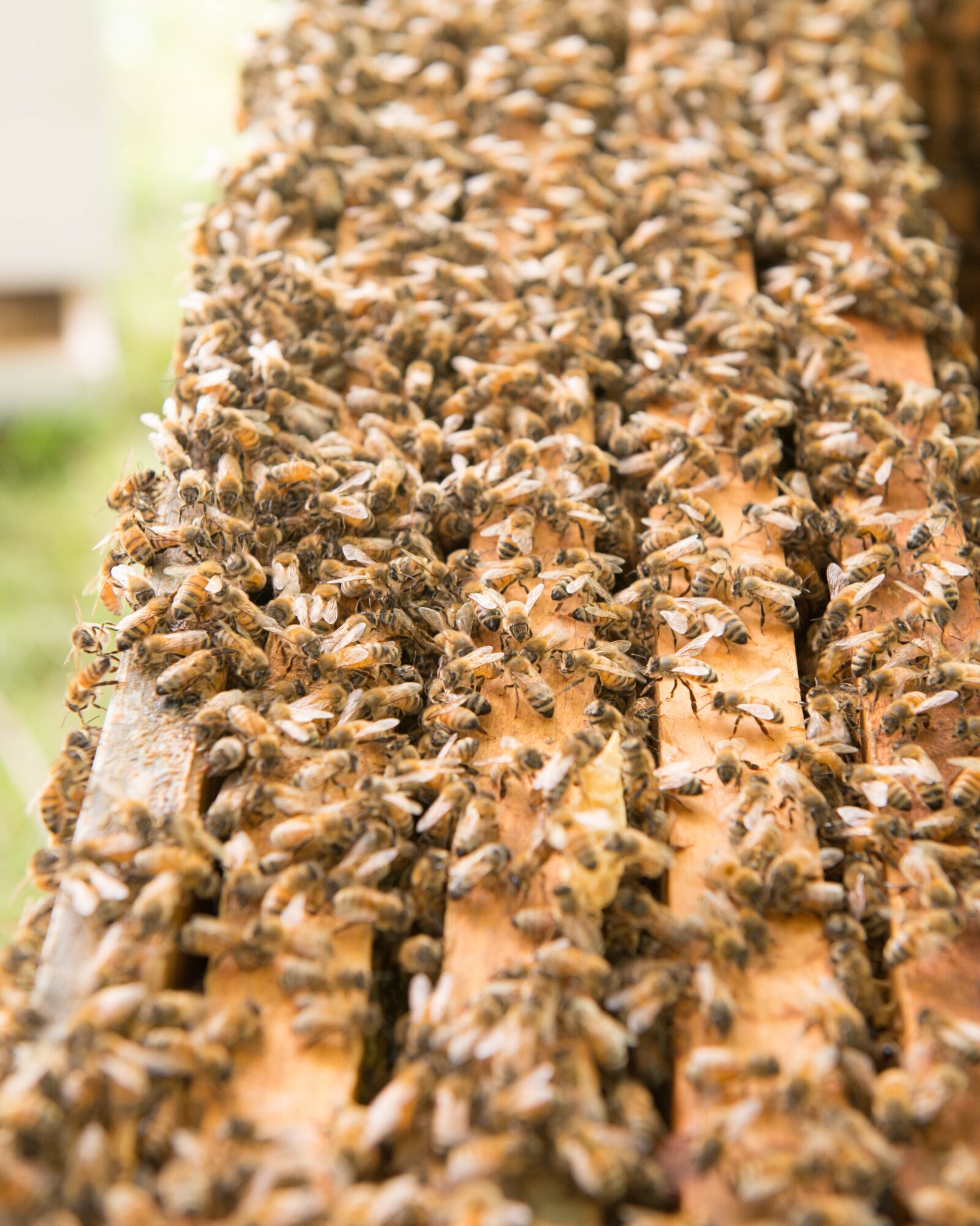 Close-up of a beehive frame with bees covering honeycomb, outdoors with blurred background