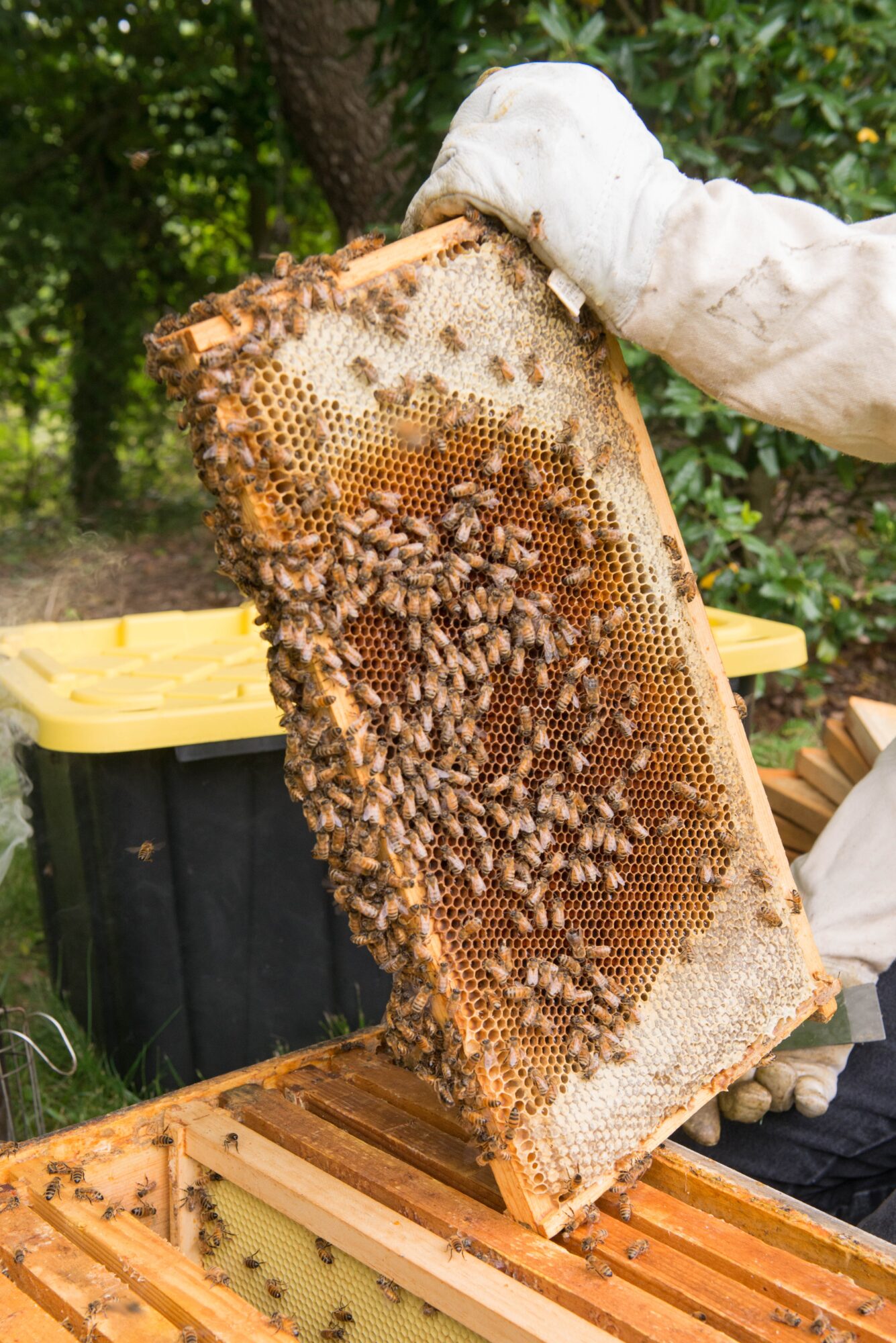 Person holding a honeycomb frame with bees, outdoors with trees and a yellow container nearby.