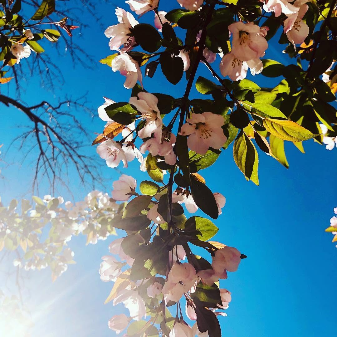 Branch with pink and white flowers and green leaves against a bright blue sky.