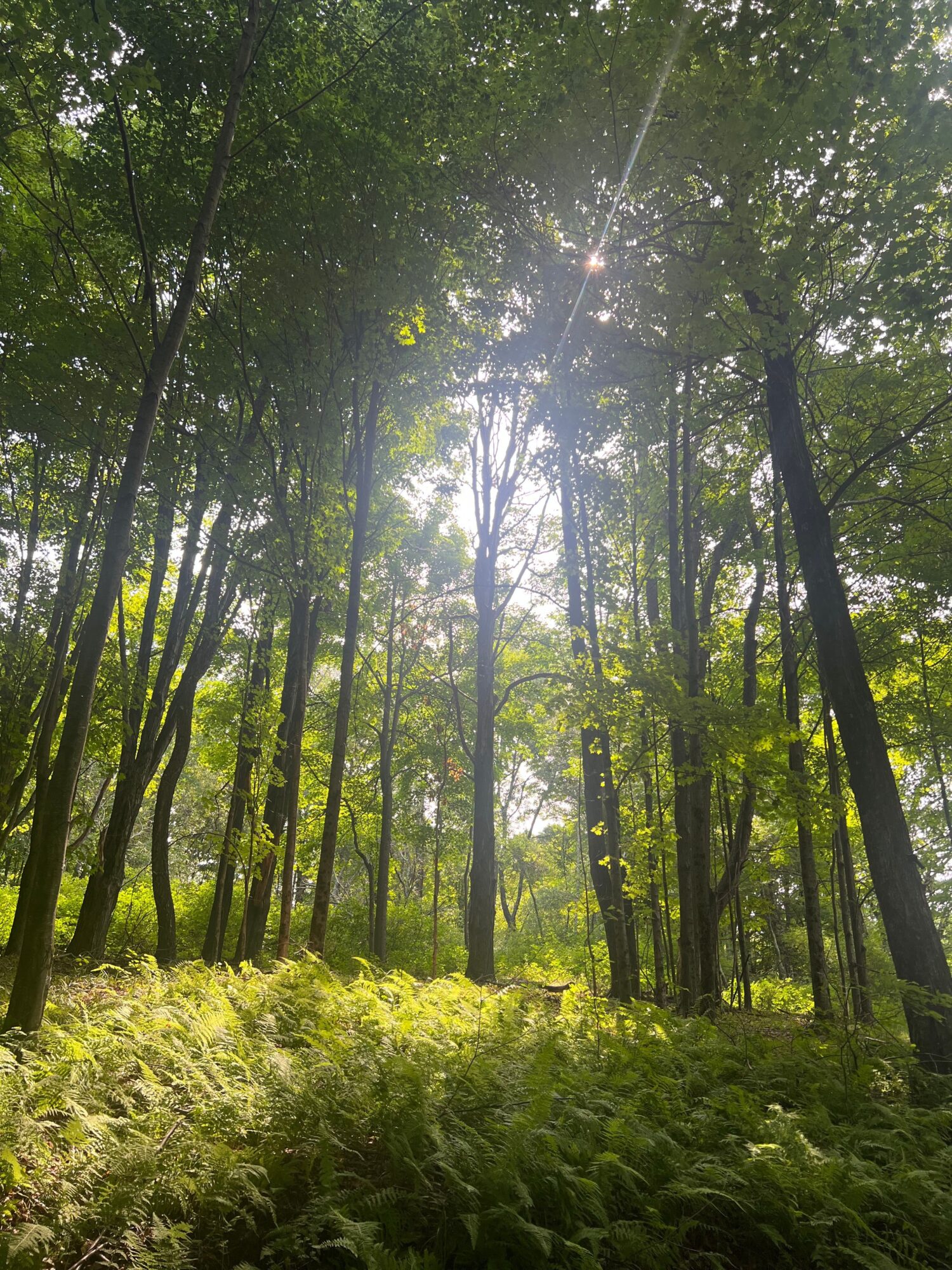 Sunlight filters through tall trees in a lush green forest, illuminating the dense foliage and ground cover.