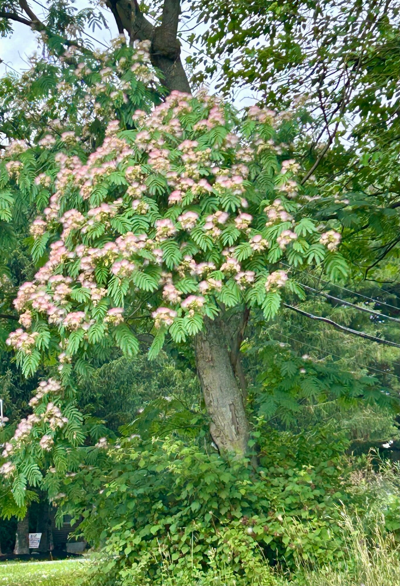 Tree with pink and white flowers, green leaves, and a sturdy trunk in a natural setting.