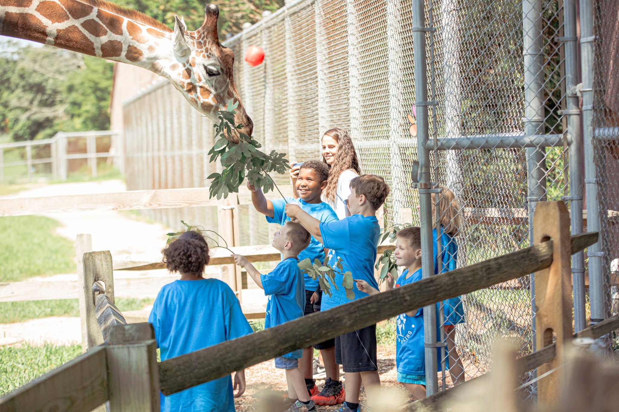 Children feeding a giraffe through a fence at a zoo, with trees and a pathway in the background.