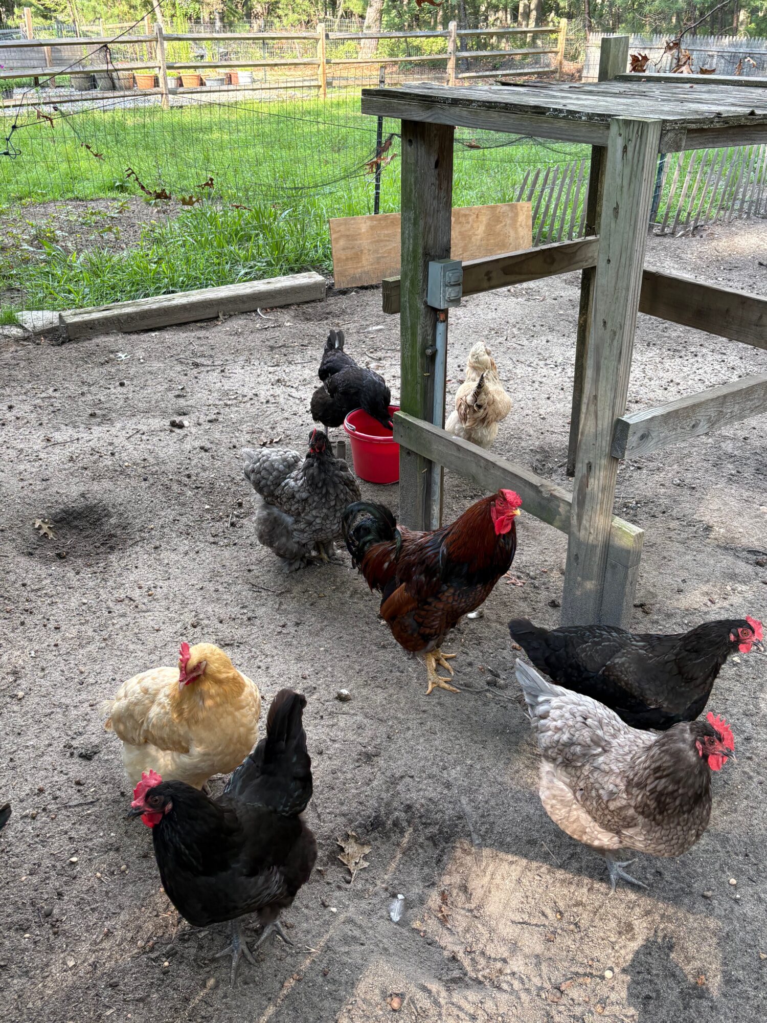 Several chickens and roosters on dirt ground near a wooden structure in a fenced outdoor area.
