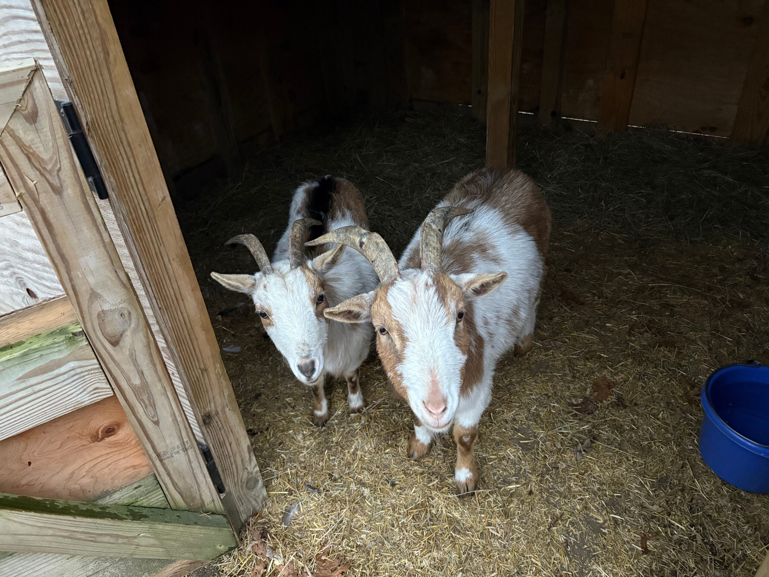 Two goats standing inside a wooden enclosure, one with horns and the other without, on a dirt floor with a blue container nearby.