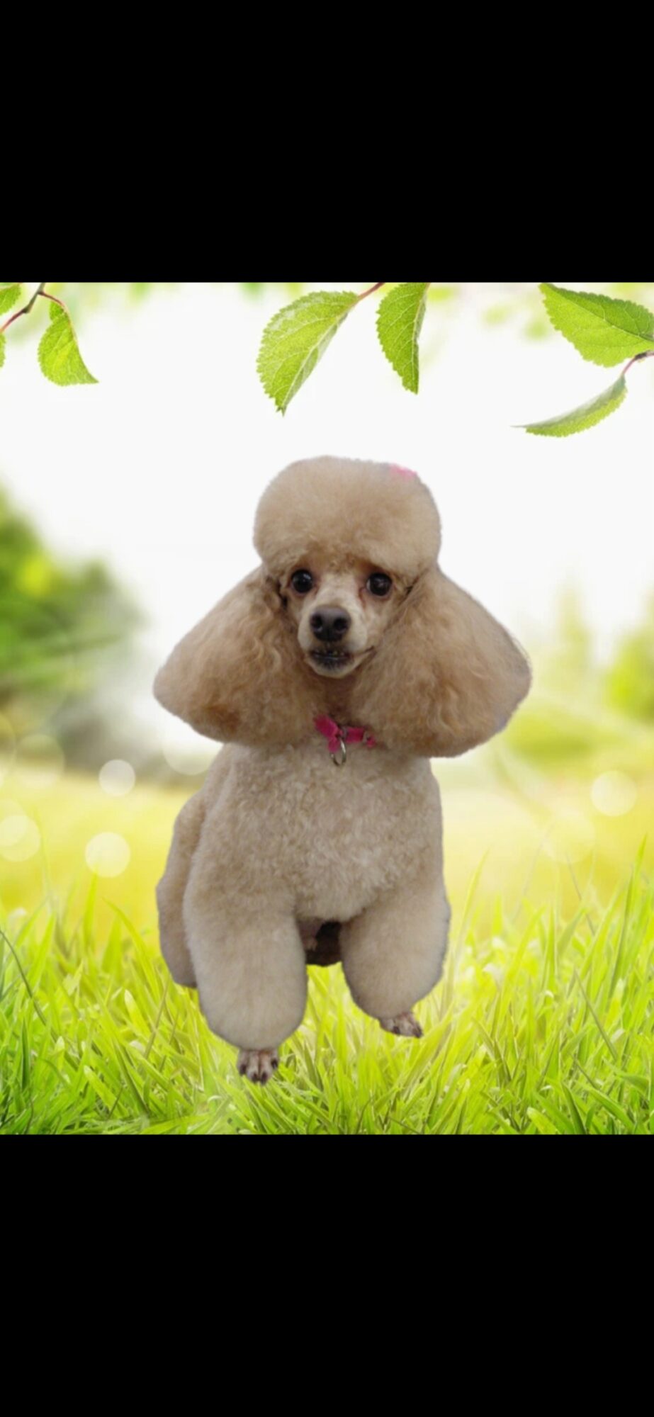 Poodle dog standing on grass with green leaves above, outdoors, bright background.
