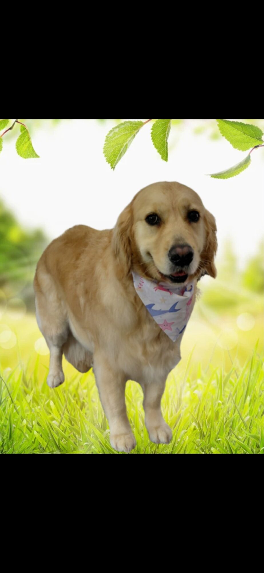 Golden retriever puppy standing on grass with green leaves above, smiling with tongue out, outdoors in sunlight.