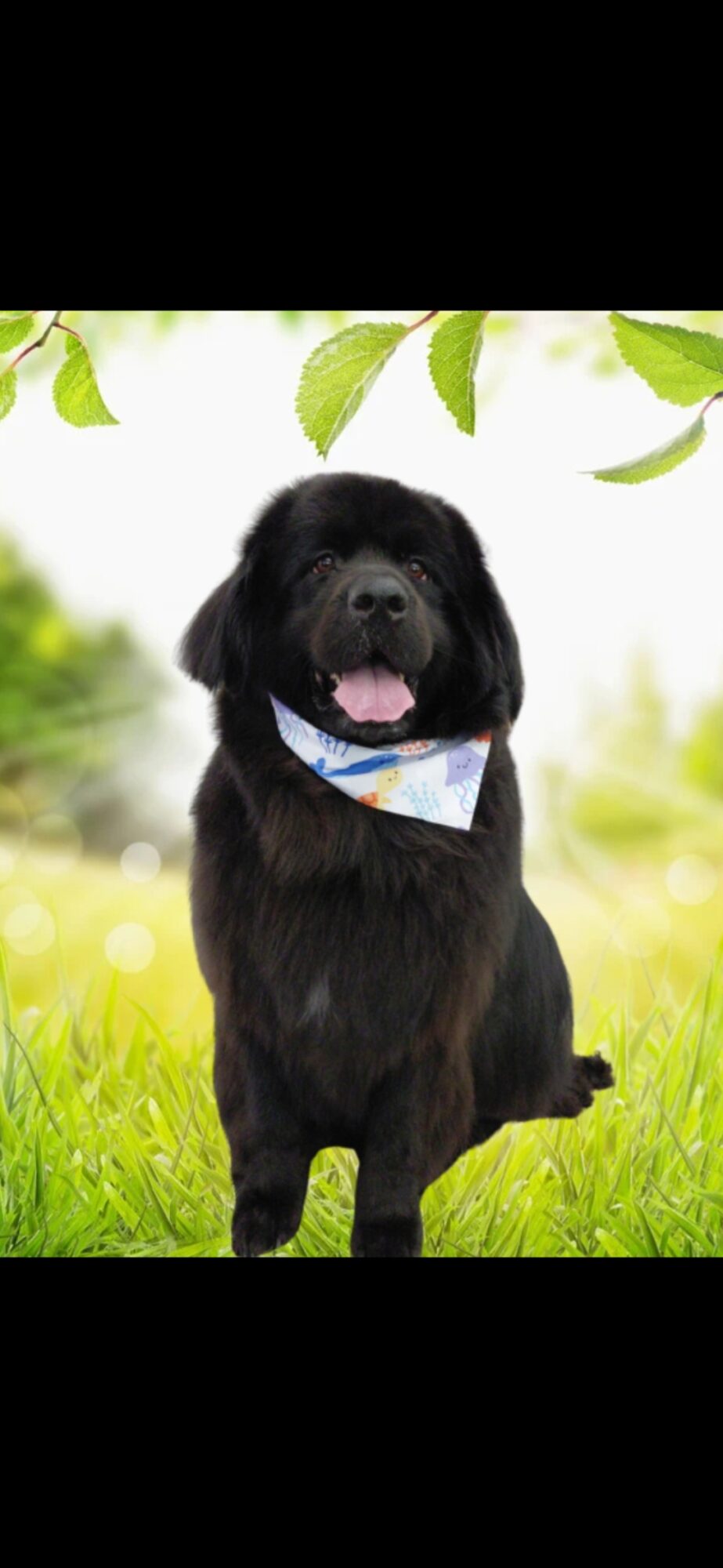 Black dog with a bandana sitting on grass outdoors, smiling with tongue out, surrounded by green leaves and bright background.