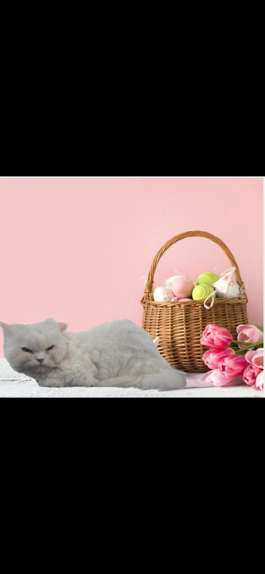 Gray kitten lying next to a basket with eggs and pink flowers on a pink background.