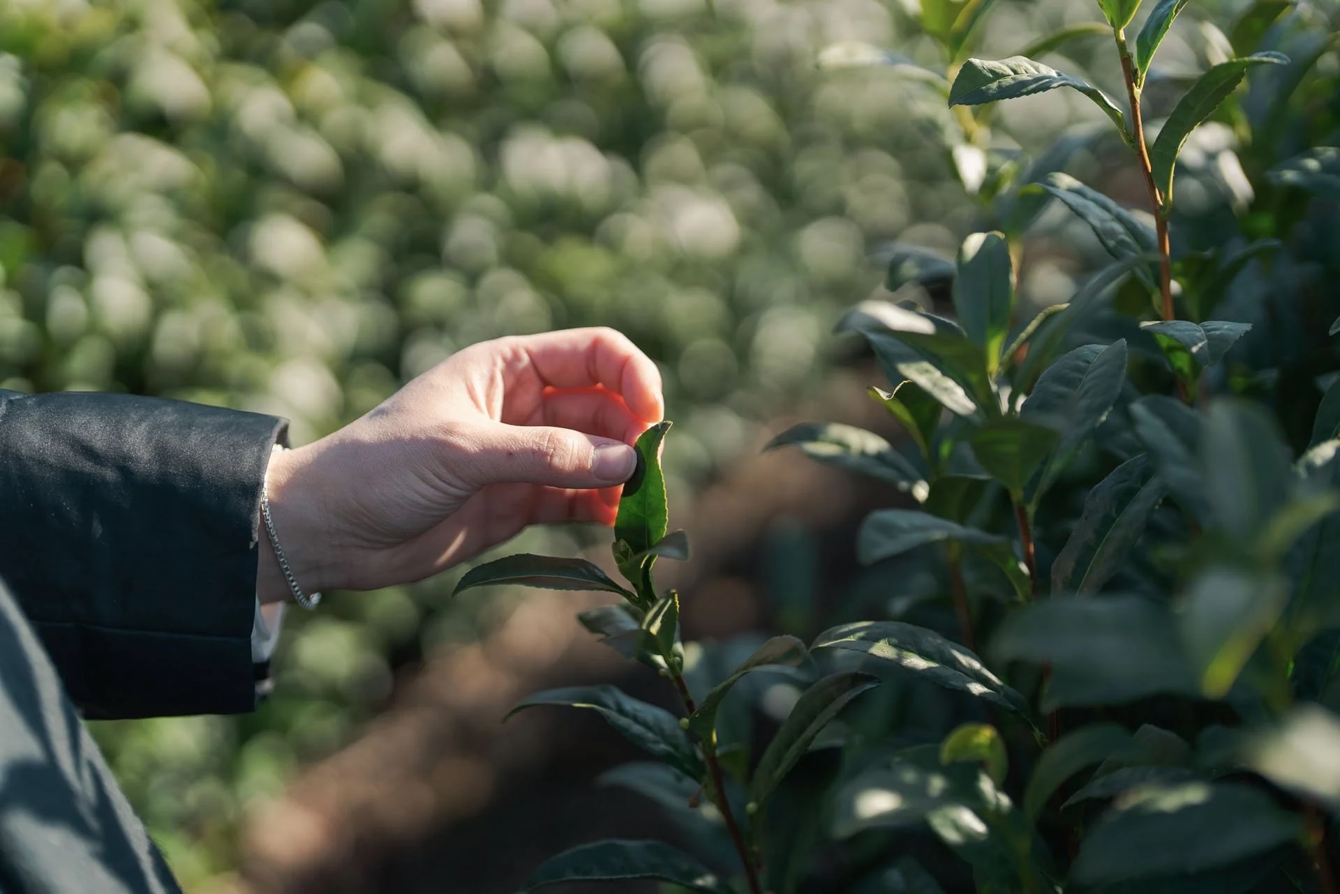Person holding a green tea leaf in a tea plantation with lush green foliage in the background.