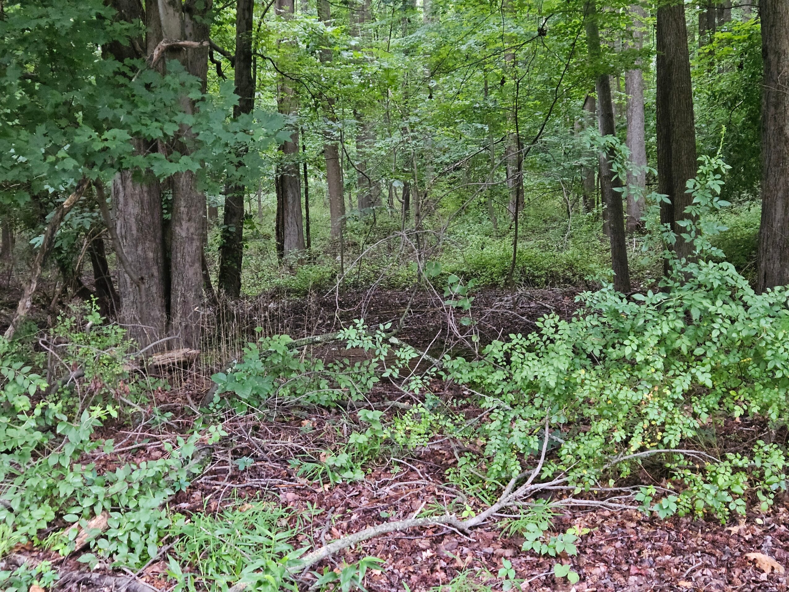 Dense forest with trees, green foliage, and a forest floor covered in leaves and small plants.