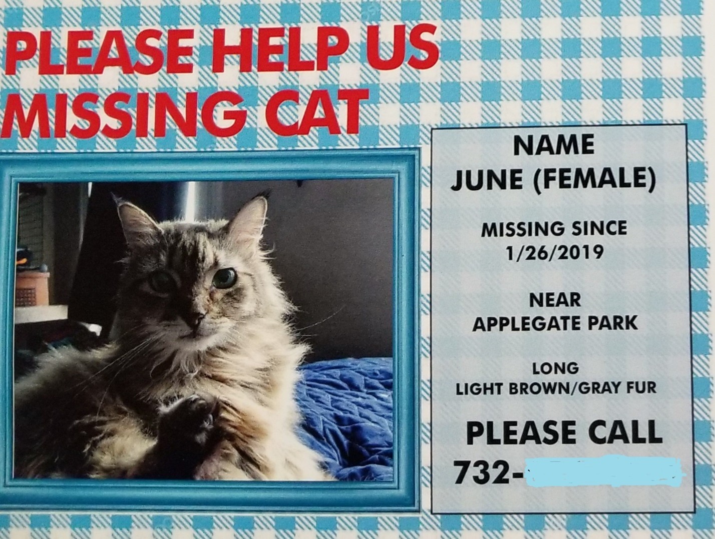 Missing cat flyer with a photo of a long-haired, light brown and gray fur cat, blue checkered background, and contact details.
