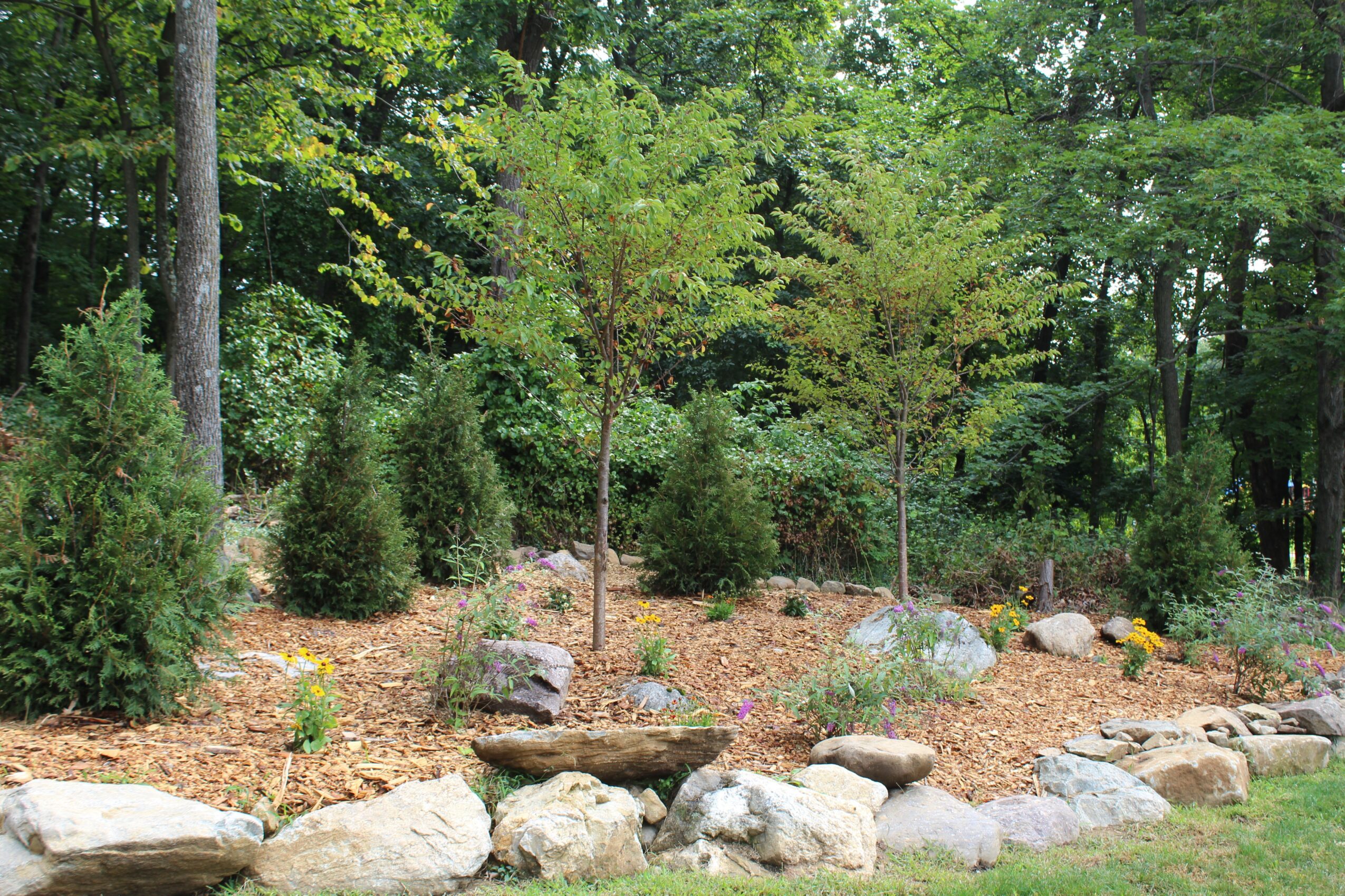 A landscaped garden with small trees, bushes, rocks, and mulch, surrounded by tall trees and greenery.