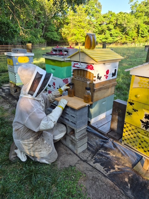 Person wearing protective suit and gloves working on colorful beehives outdoors, surrounded by trees and grass.