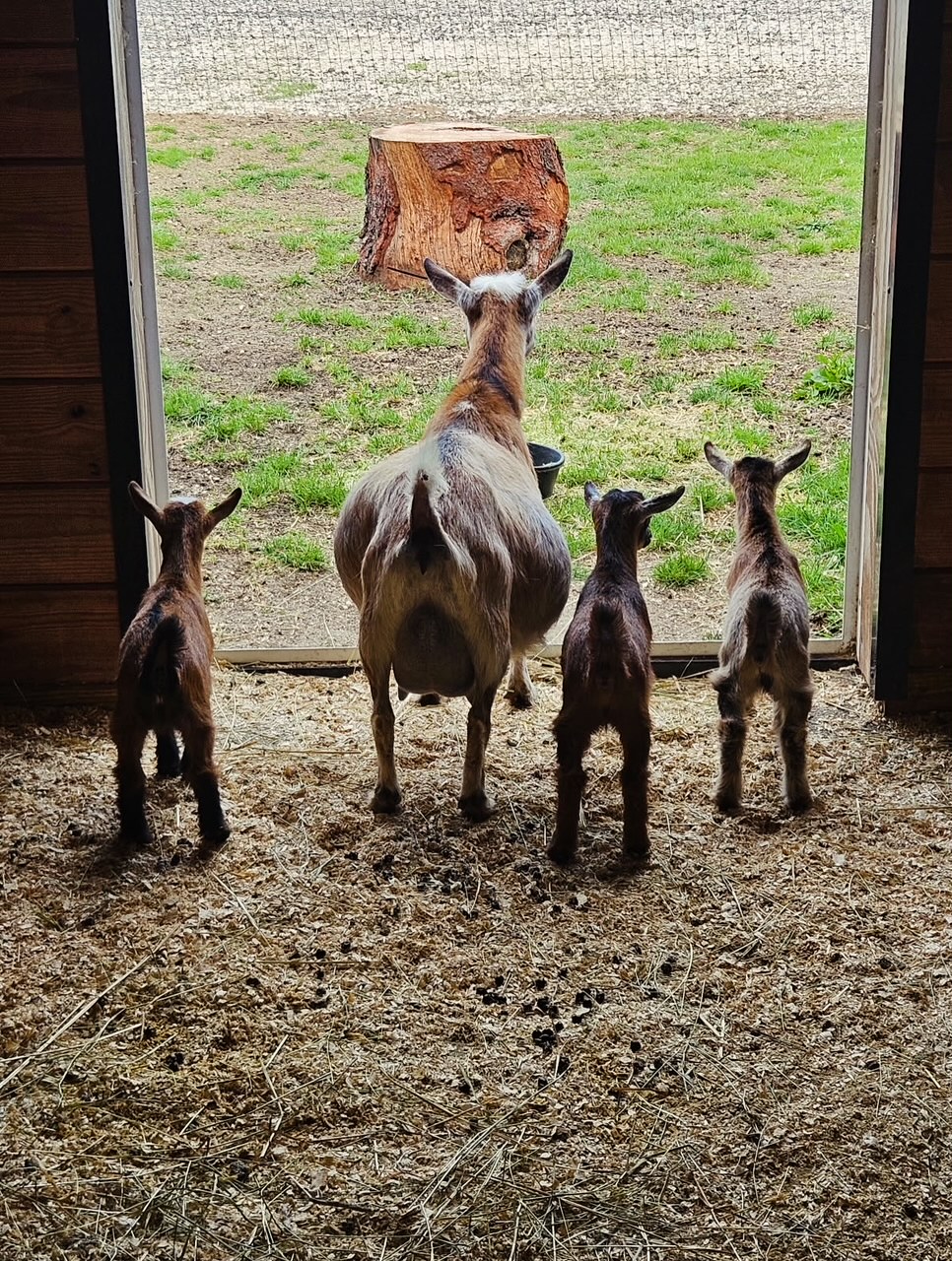 A goat and three kids stand inside a barn doorway, looking outside at a tree stump on grass.