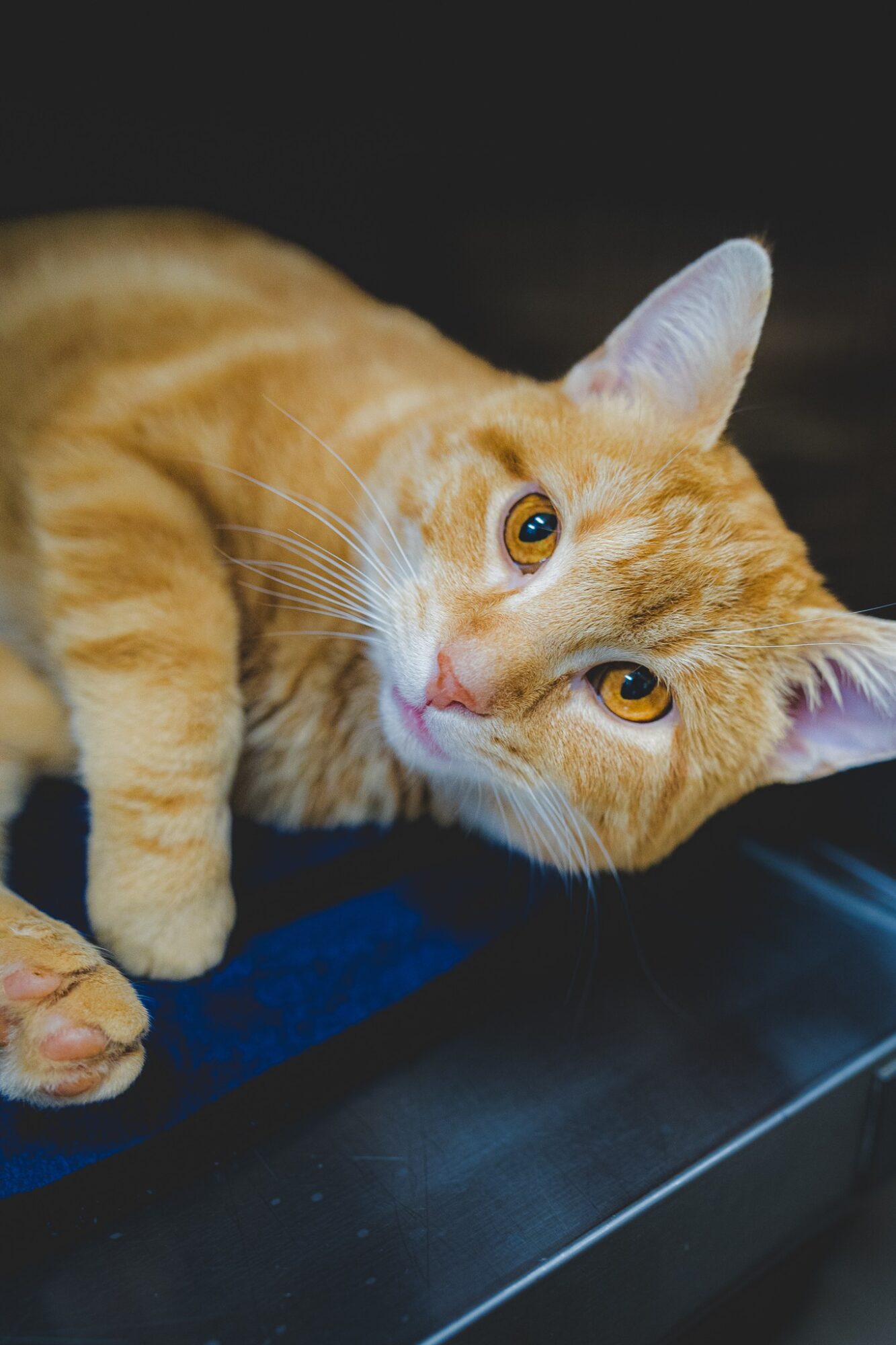 Orange tabby cat lying on a dark surface, looking at the camera with yellow eyes, ears perked up.