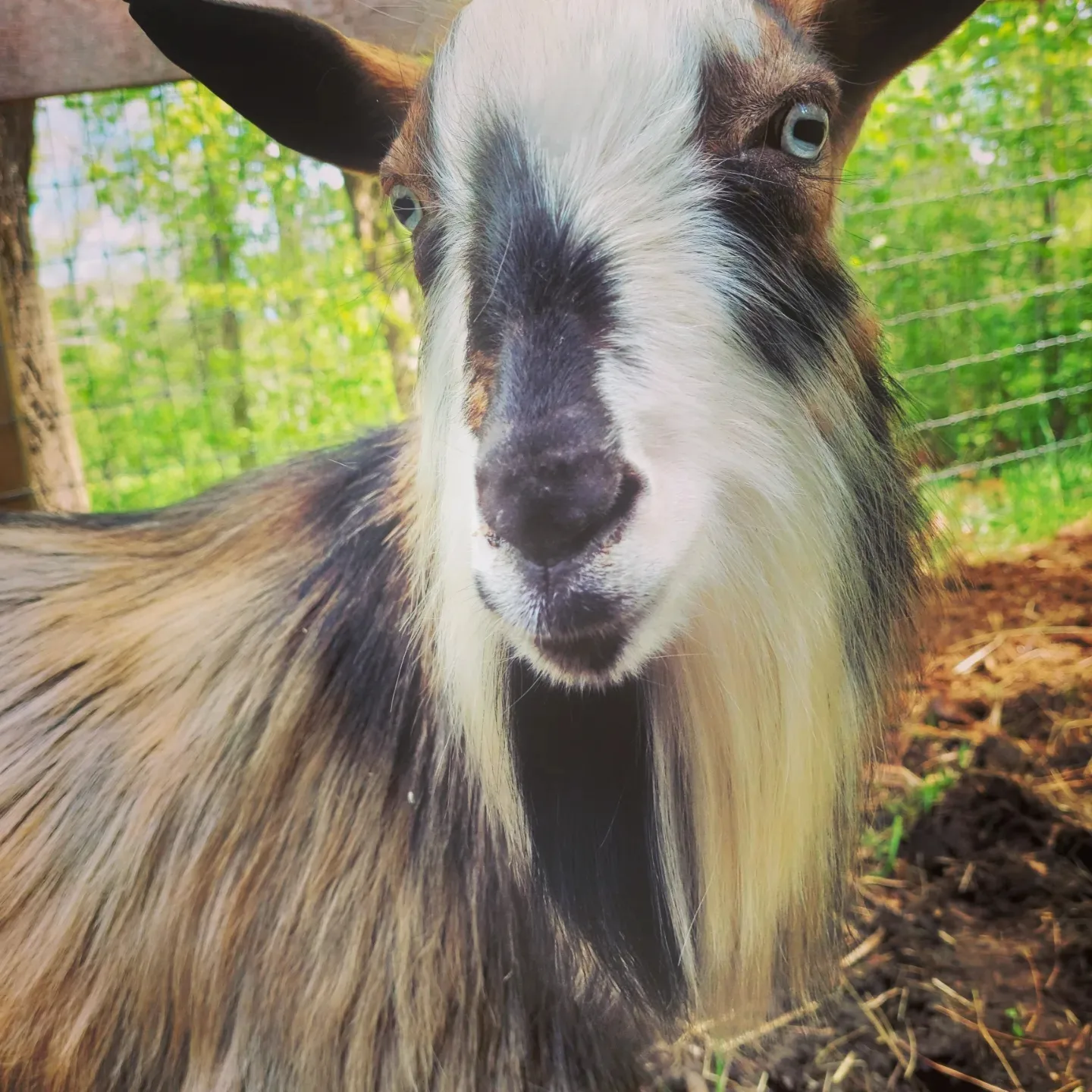 Close-up of a goat with black and white face markings and long, flowing fur, outdoors with trees and a fence in background.