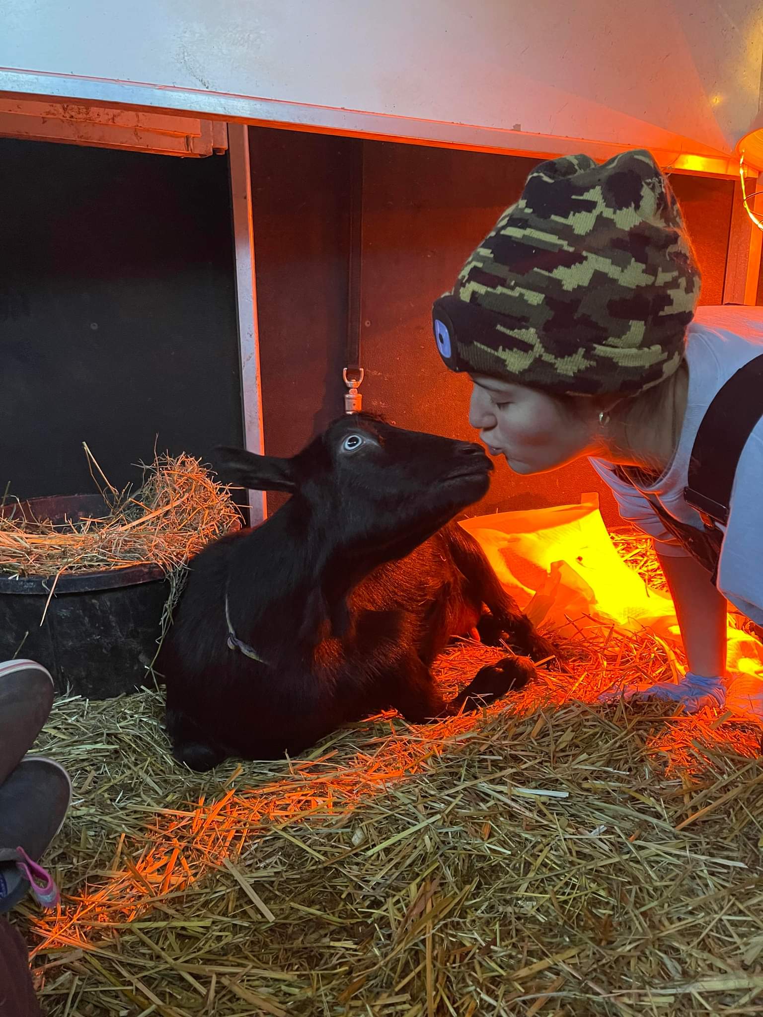 Child wearing a camouflage hat and white shirt leaning close to a black calf lying on hay, illuminated by warm orange light.