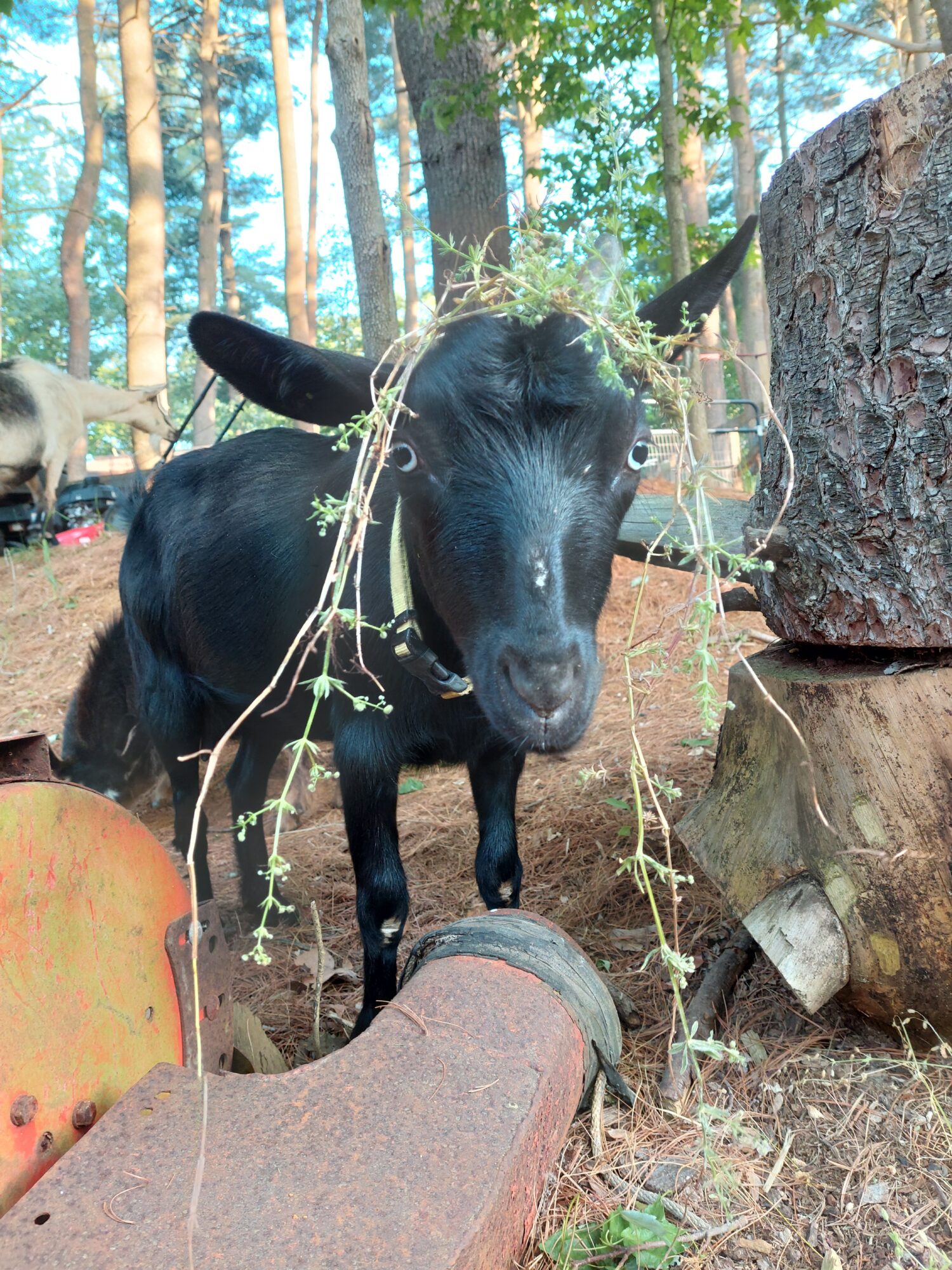 Young black goat standing outdoors among trees and rocks, with plants and a wooden log nearby.