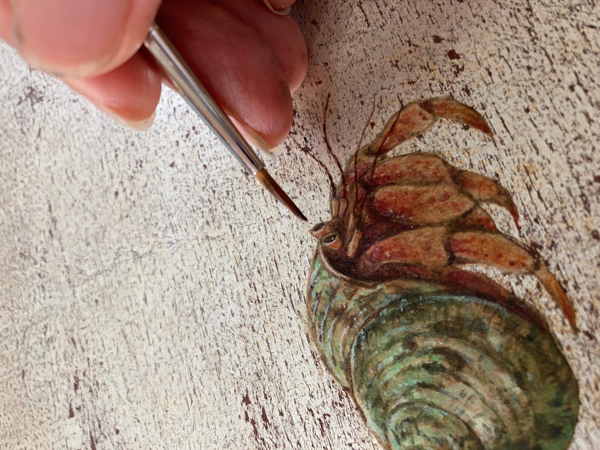 Person using a tool to examine a large seashell with a crab on it, on a textured surface.