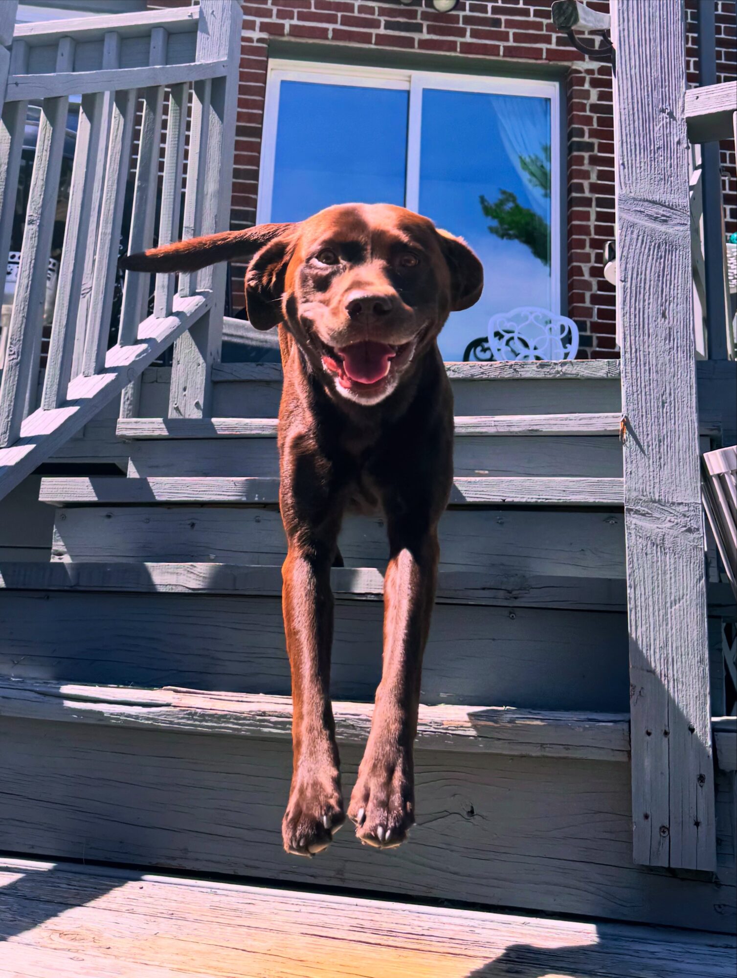 Dog jumping down stairs outside a house with a brick wall and window, tail wagging, mouth open.